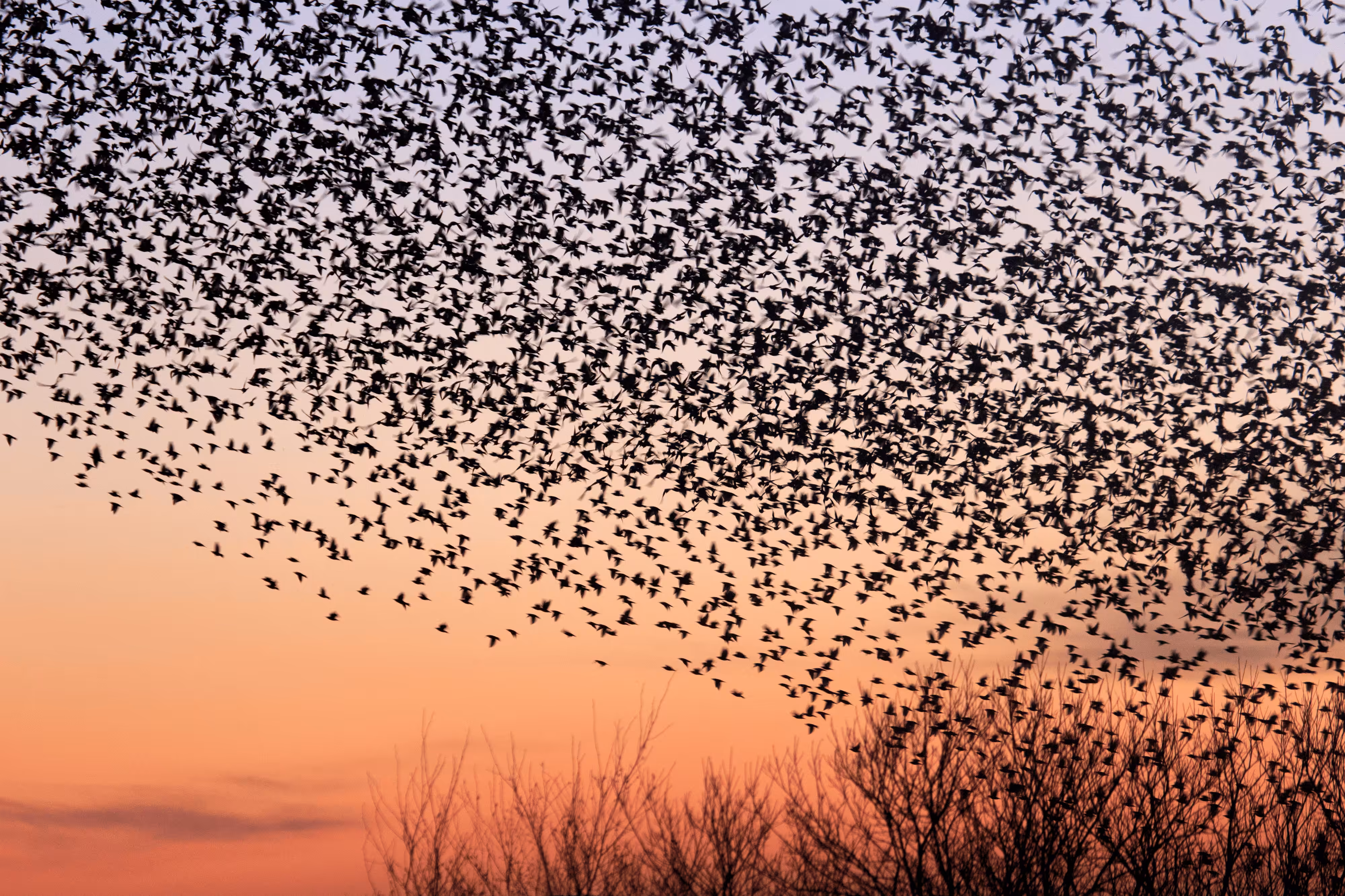 Murmuration