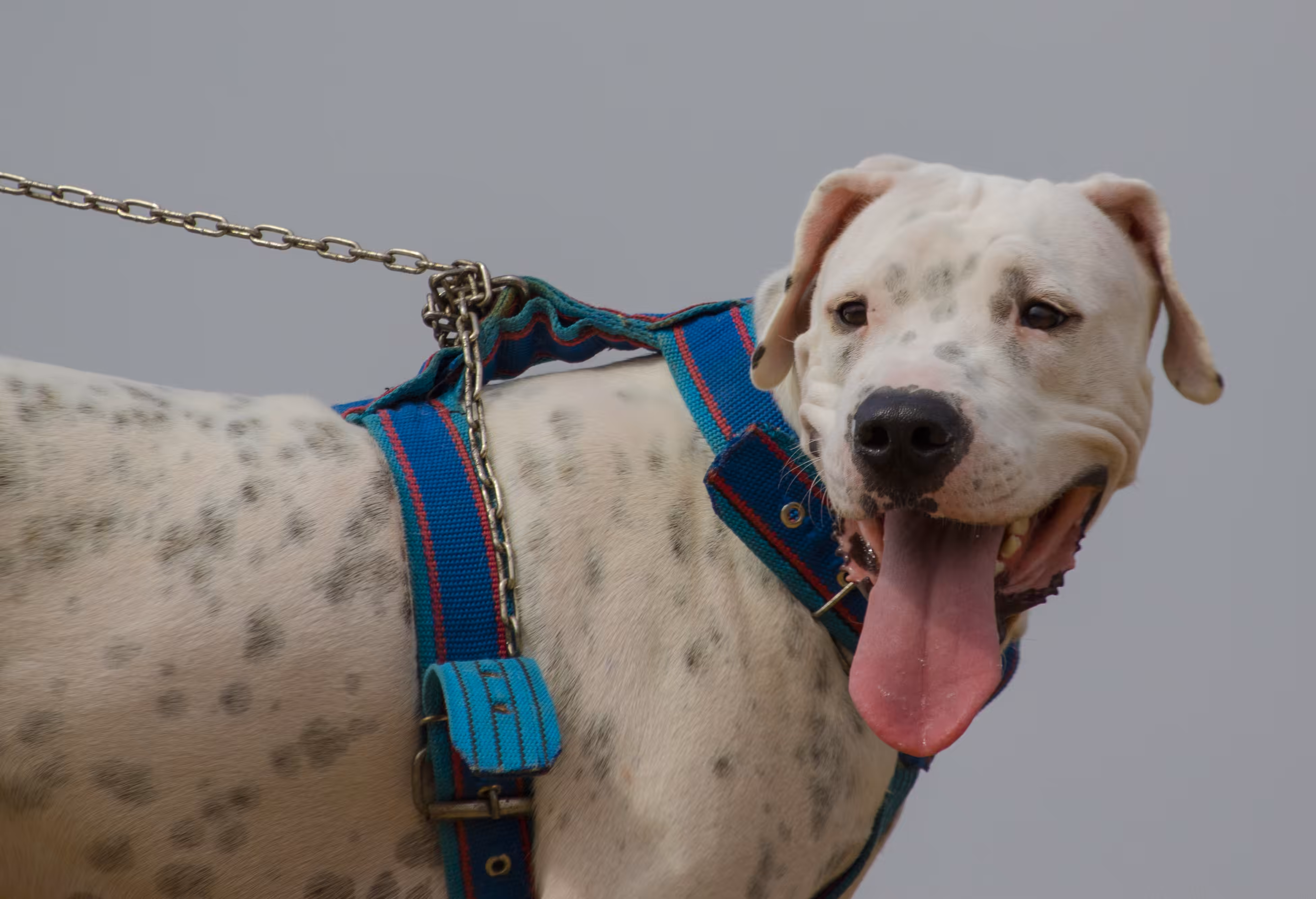 dog laugh