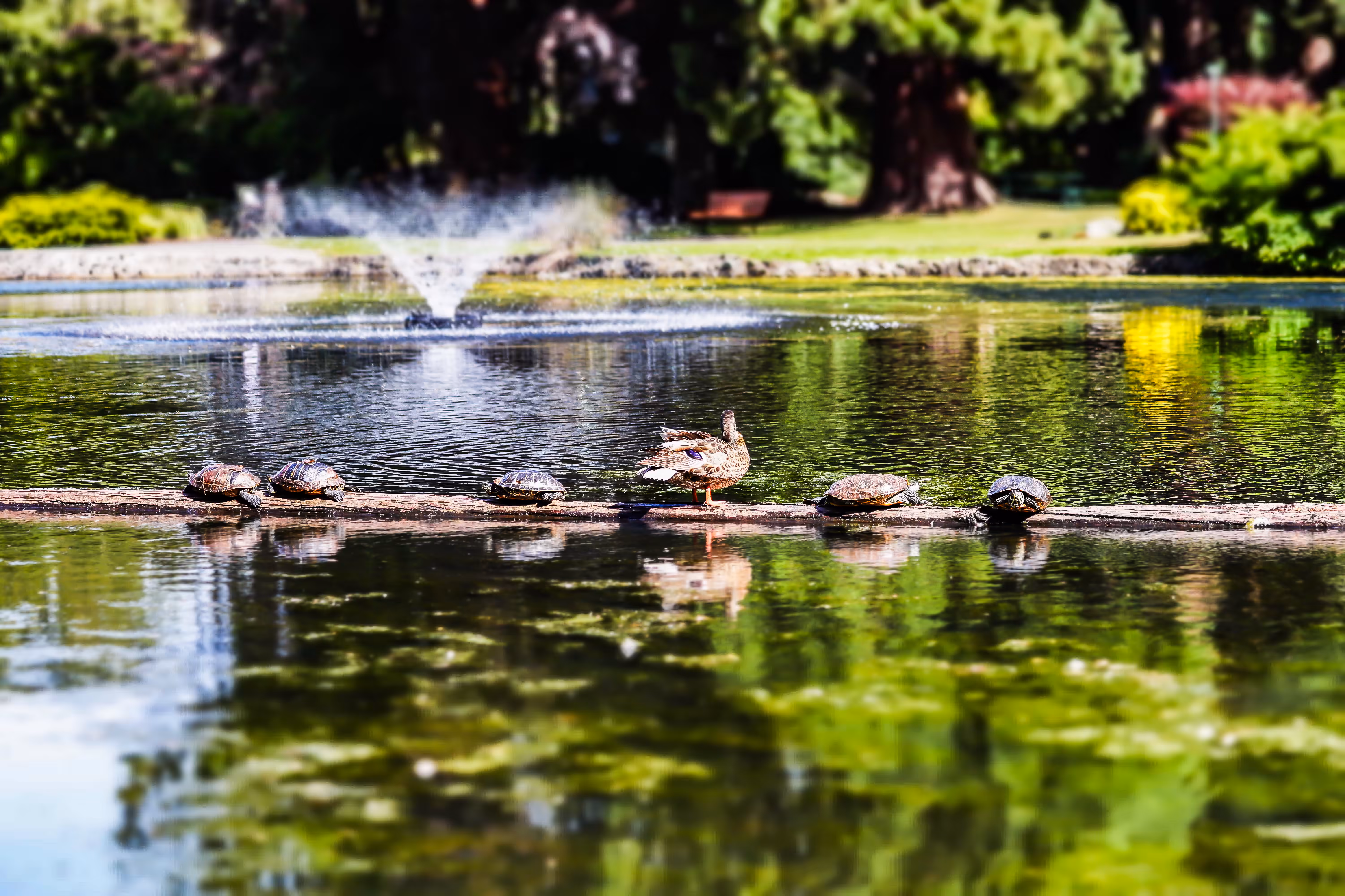 Duck!