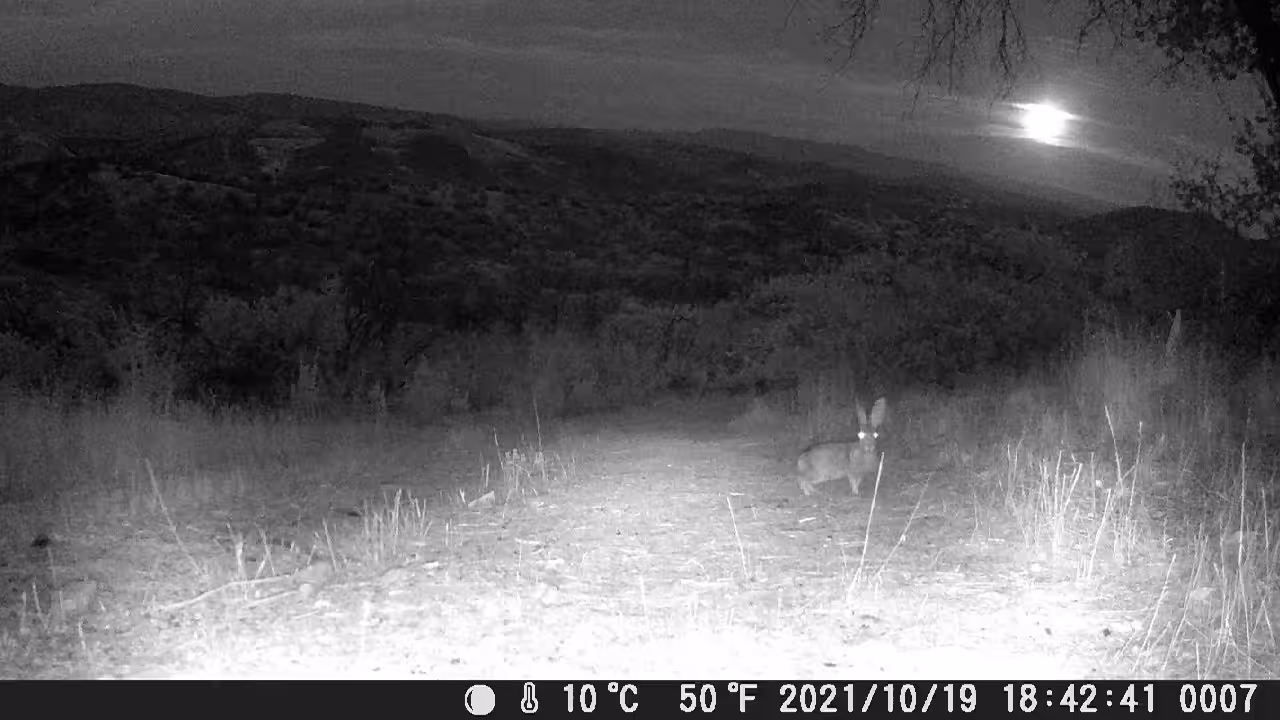 WAXING GIBBOUS MOON BUNNY 