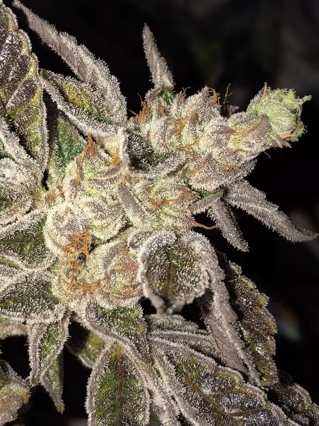 Super orange glue 