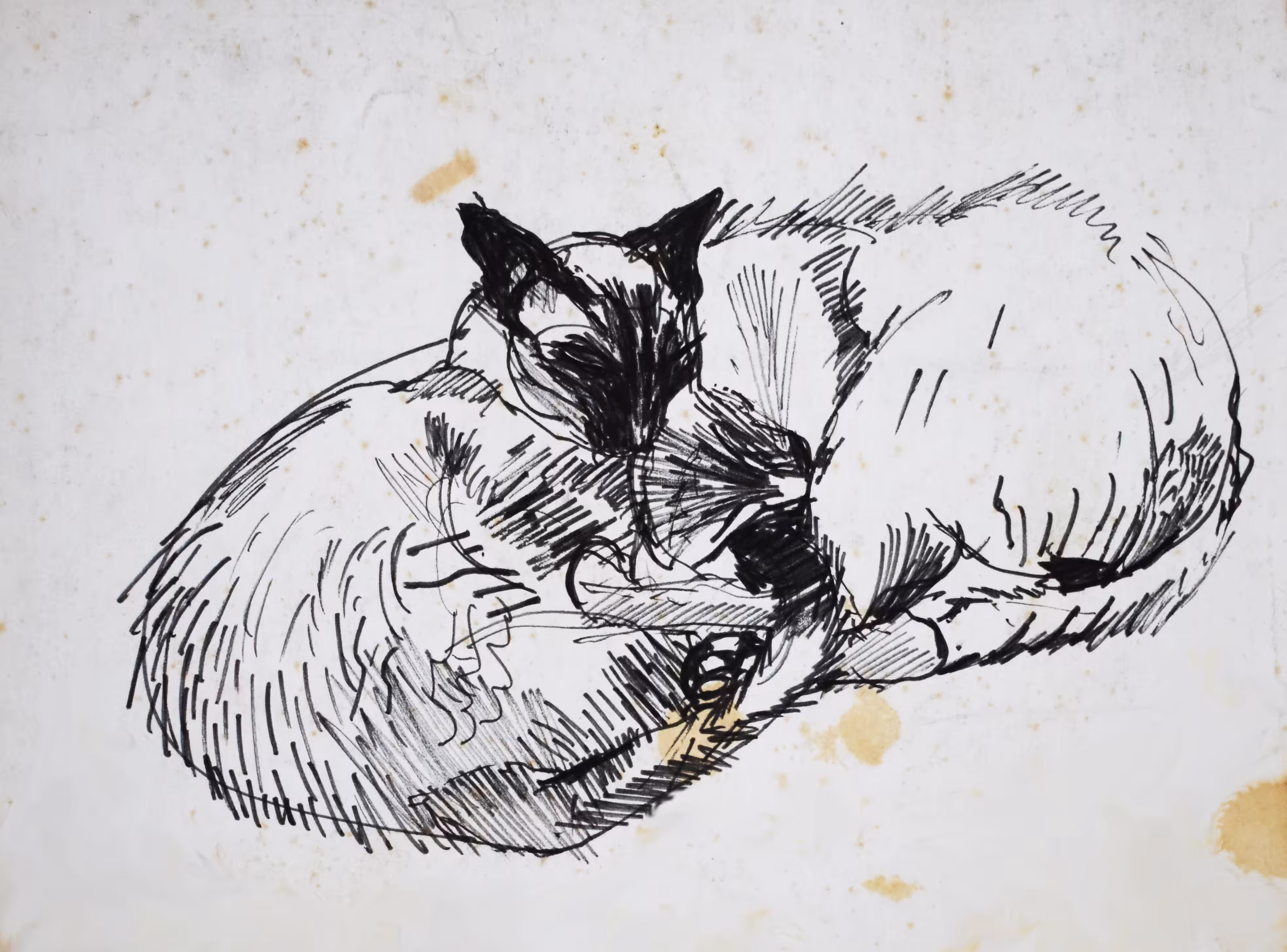 Siamese 