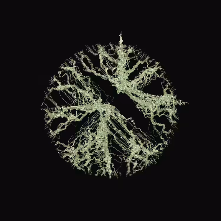 Ginseng #51