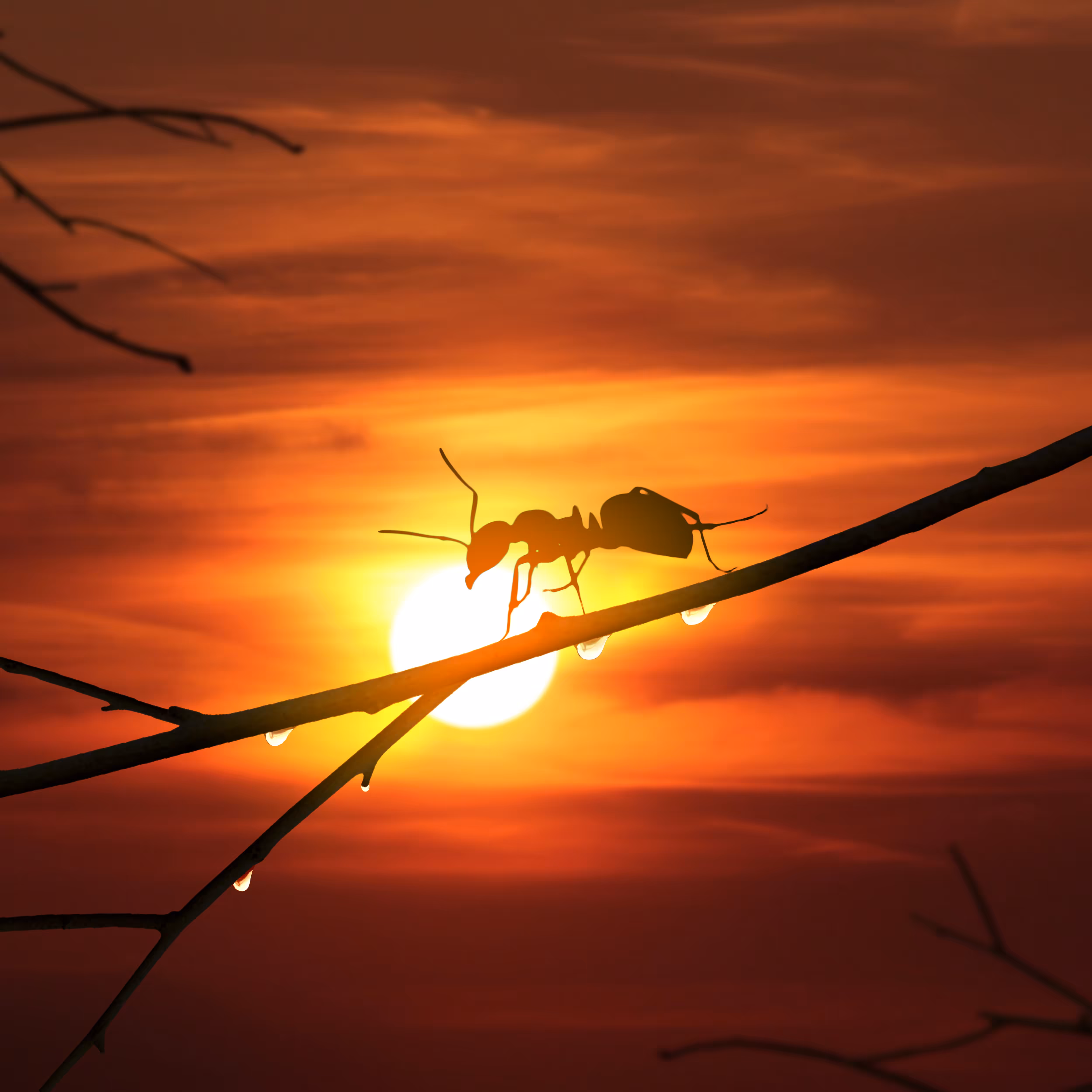 Lone ant
