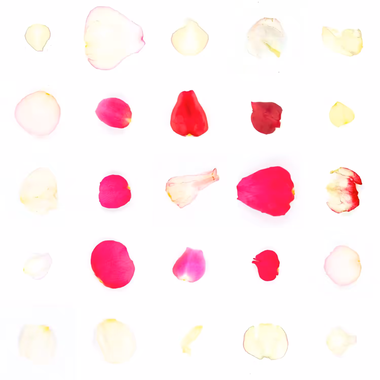 Infinite Petals 5x5#20307