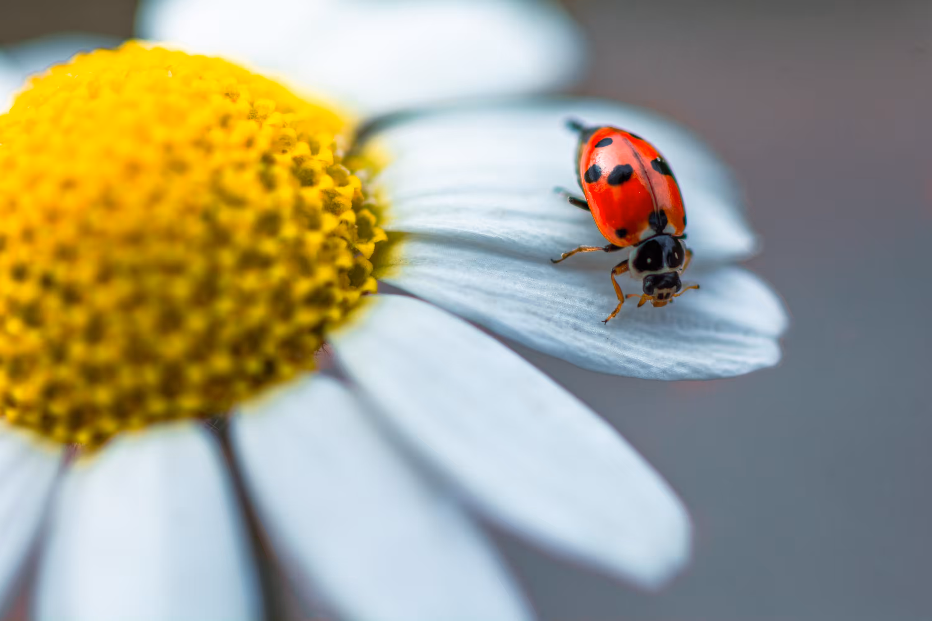 Ladybird #1/6
