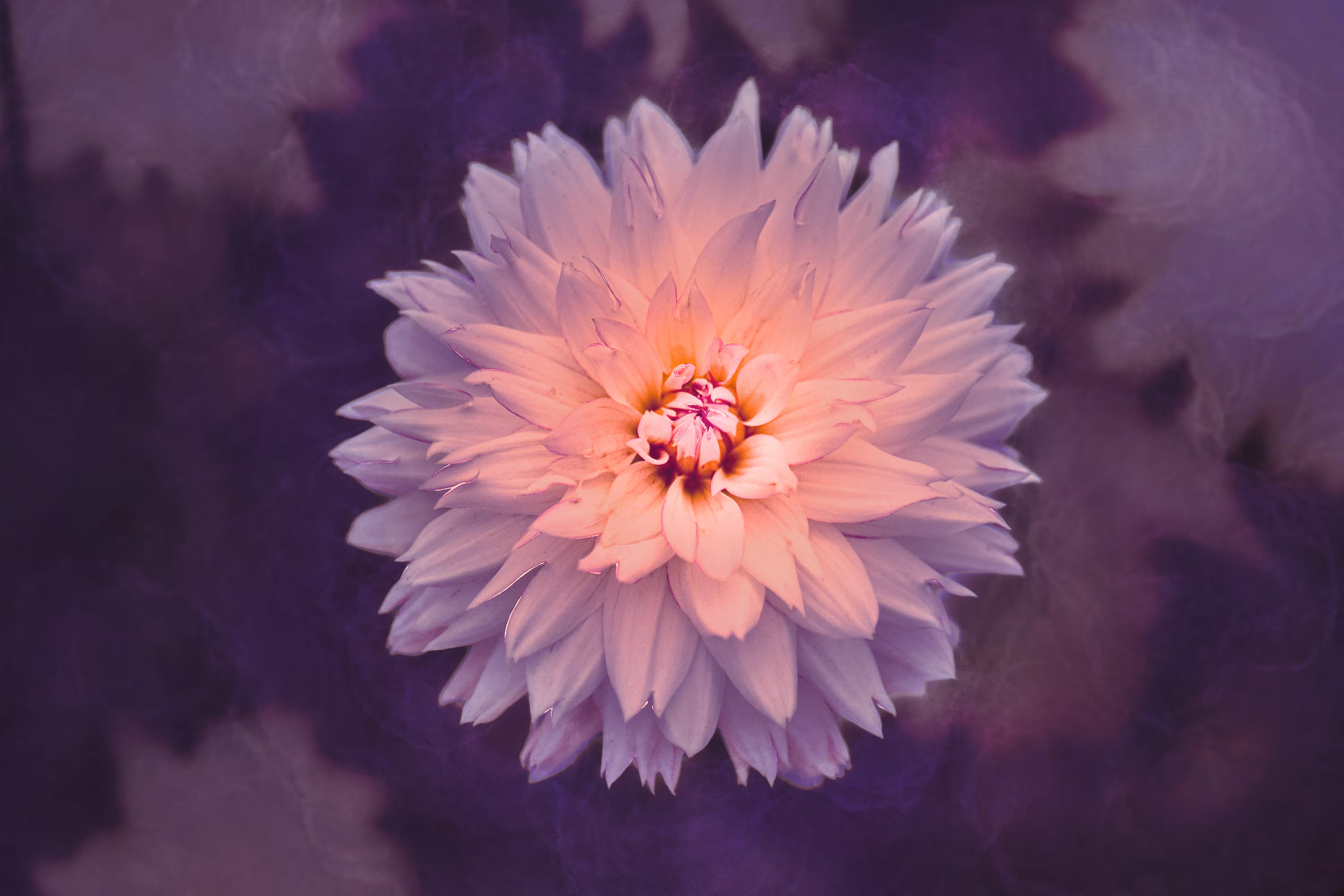 The Garden: TWILIGHT