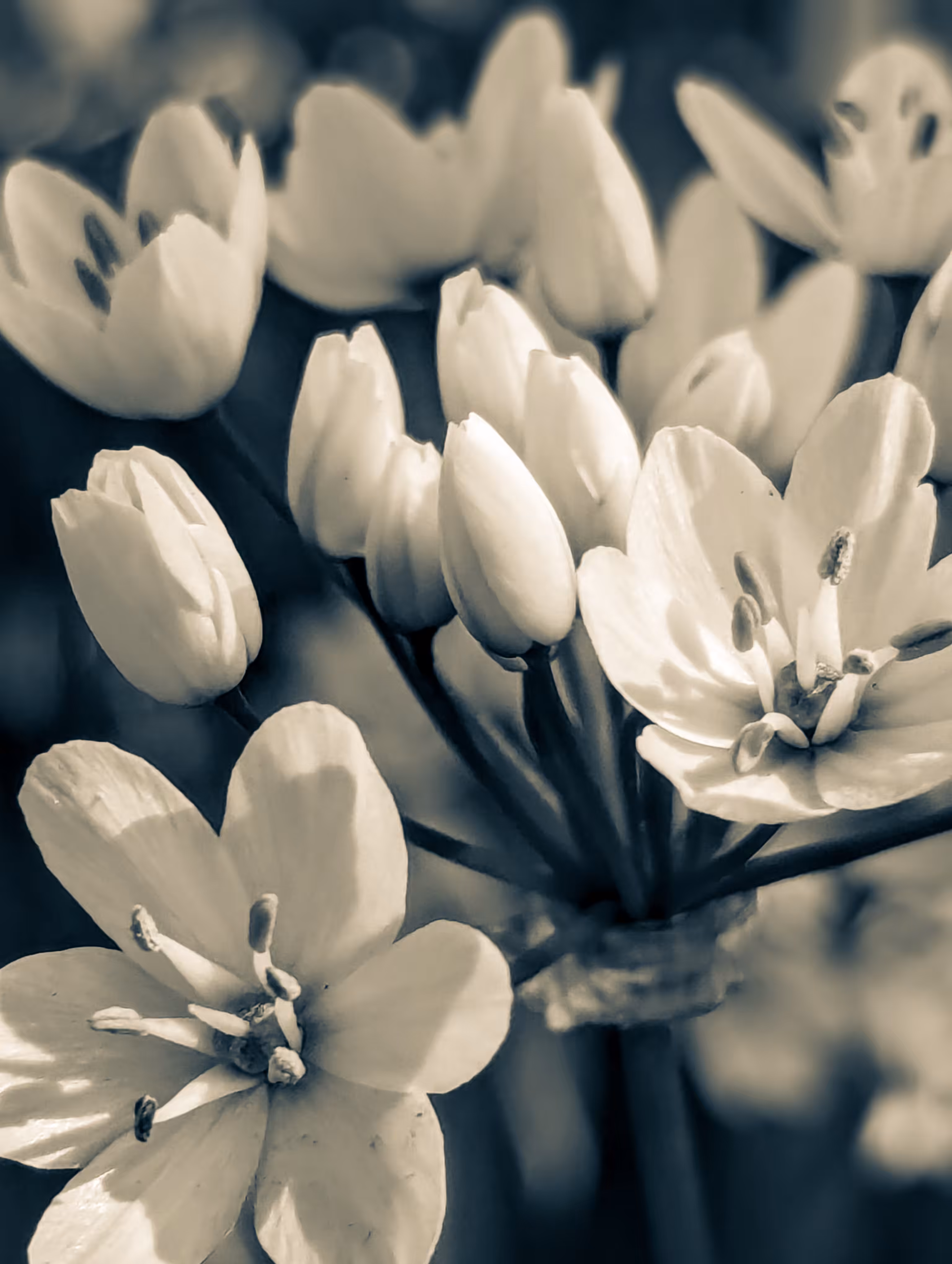 Wild Allium