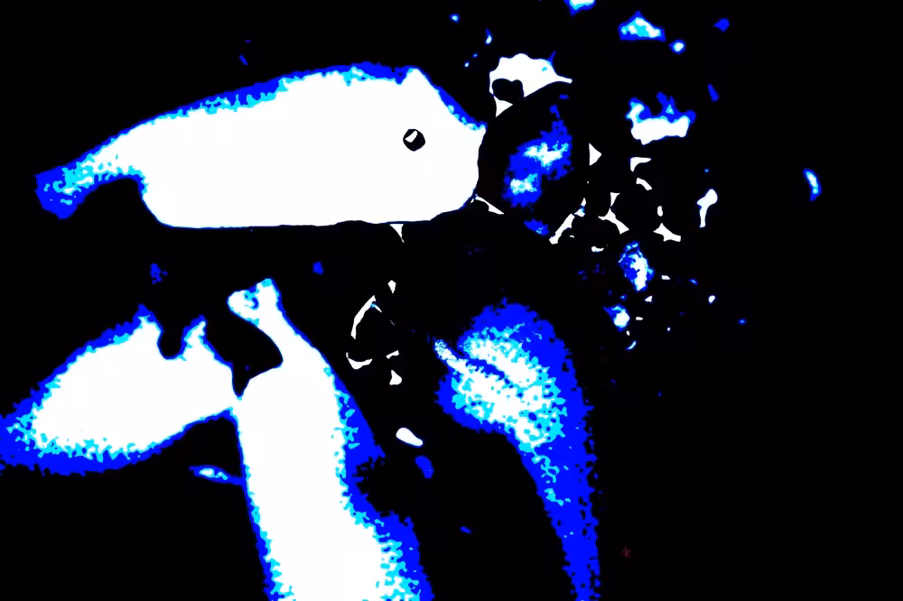 Chondrichthyes