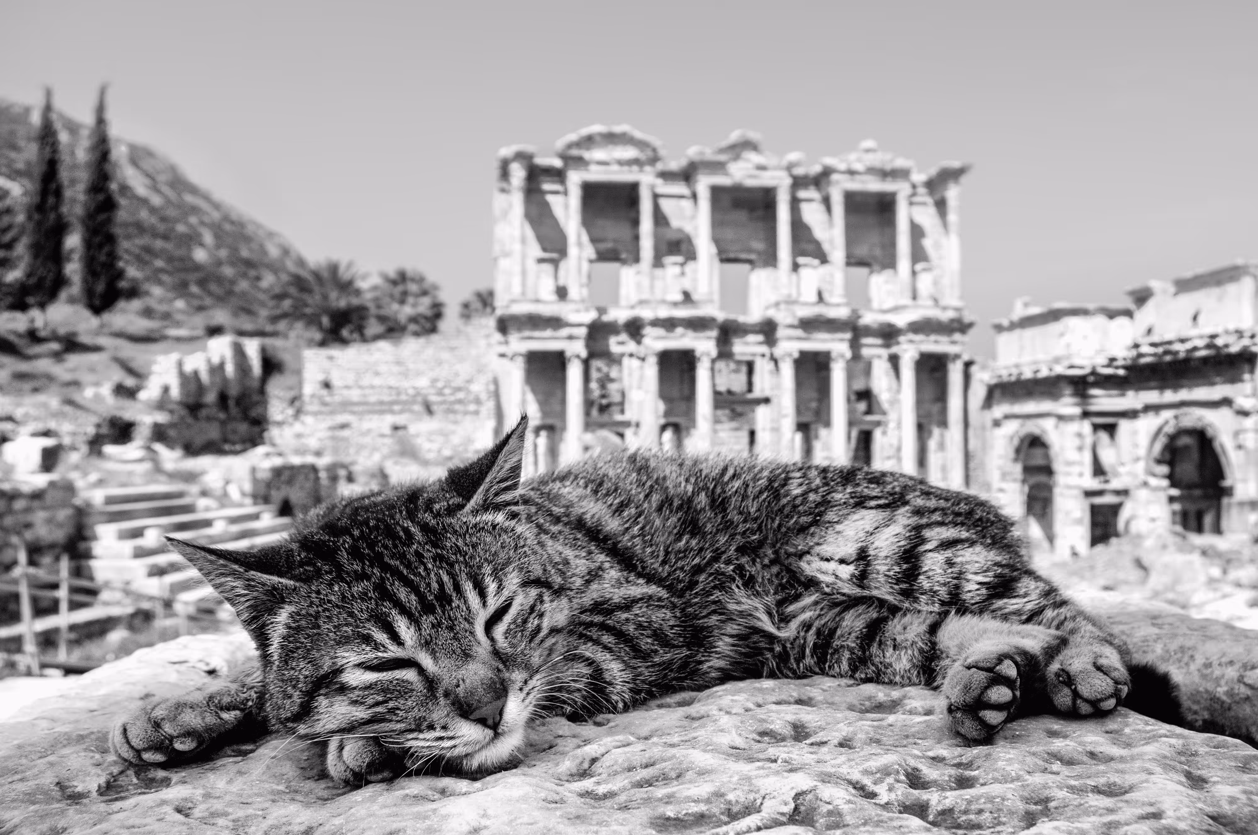 Cat  Edition Seckin Yenici