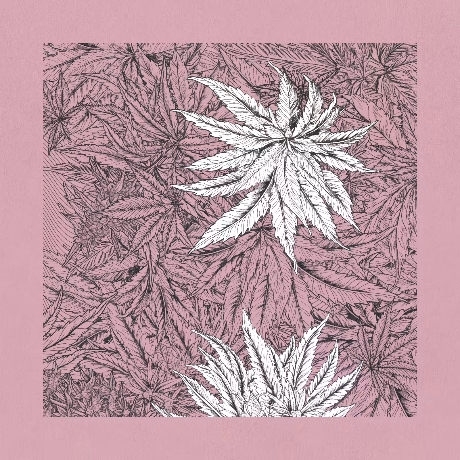 zancannabis #174