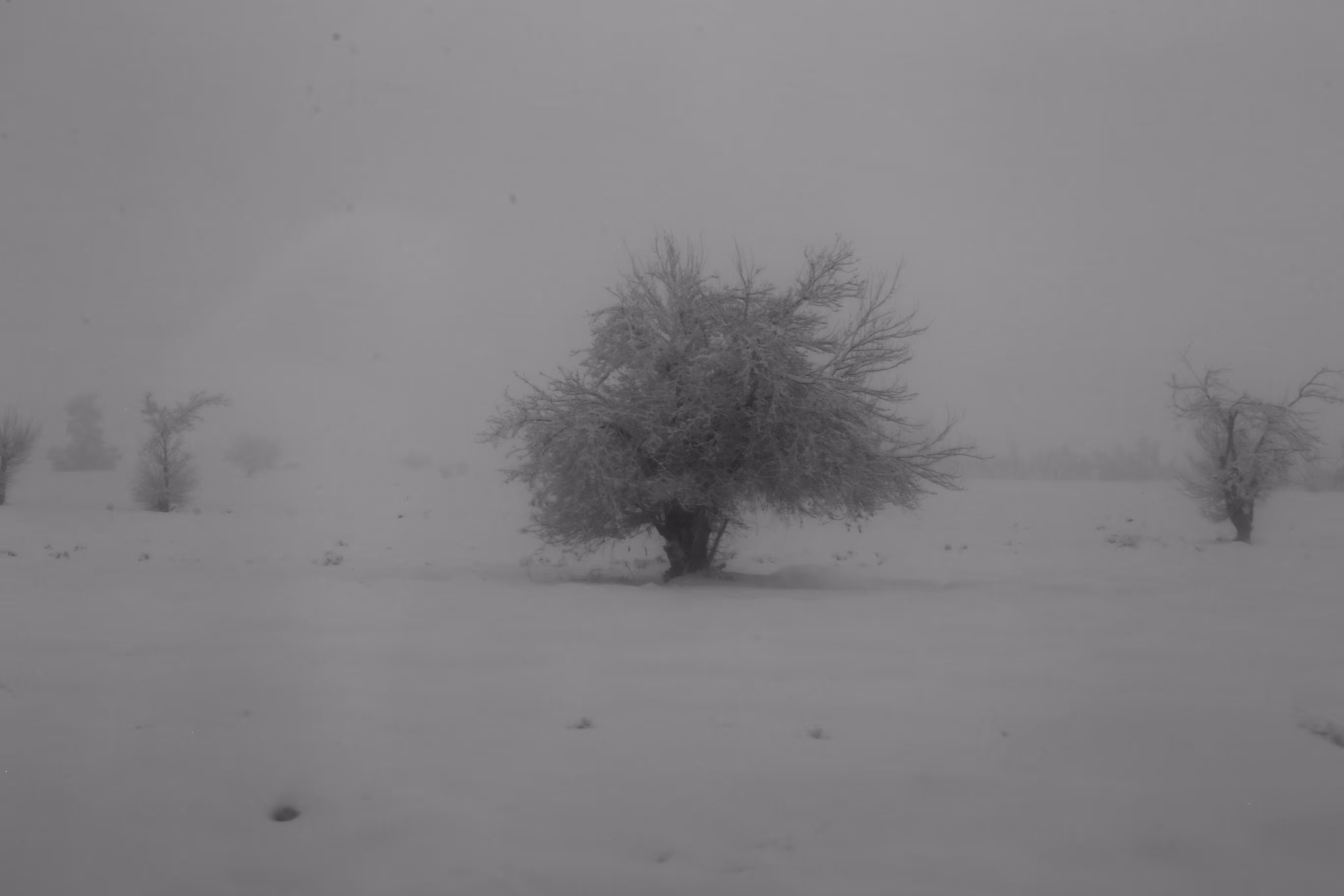 Frozen Dreams