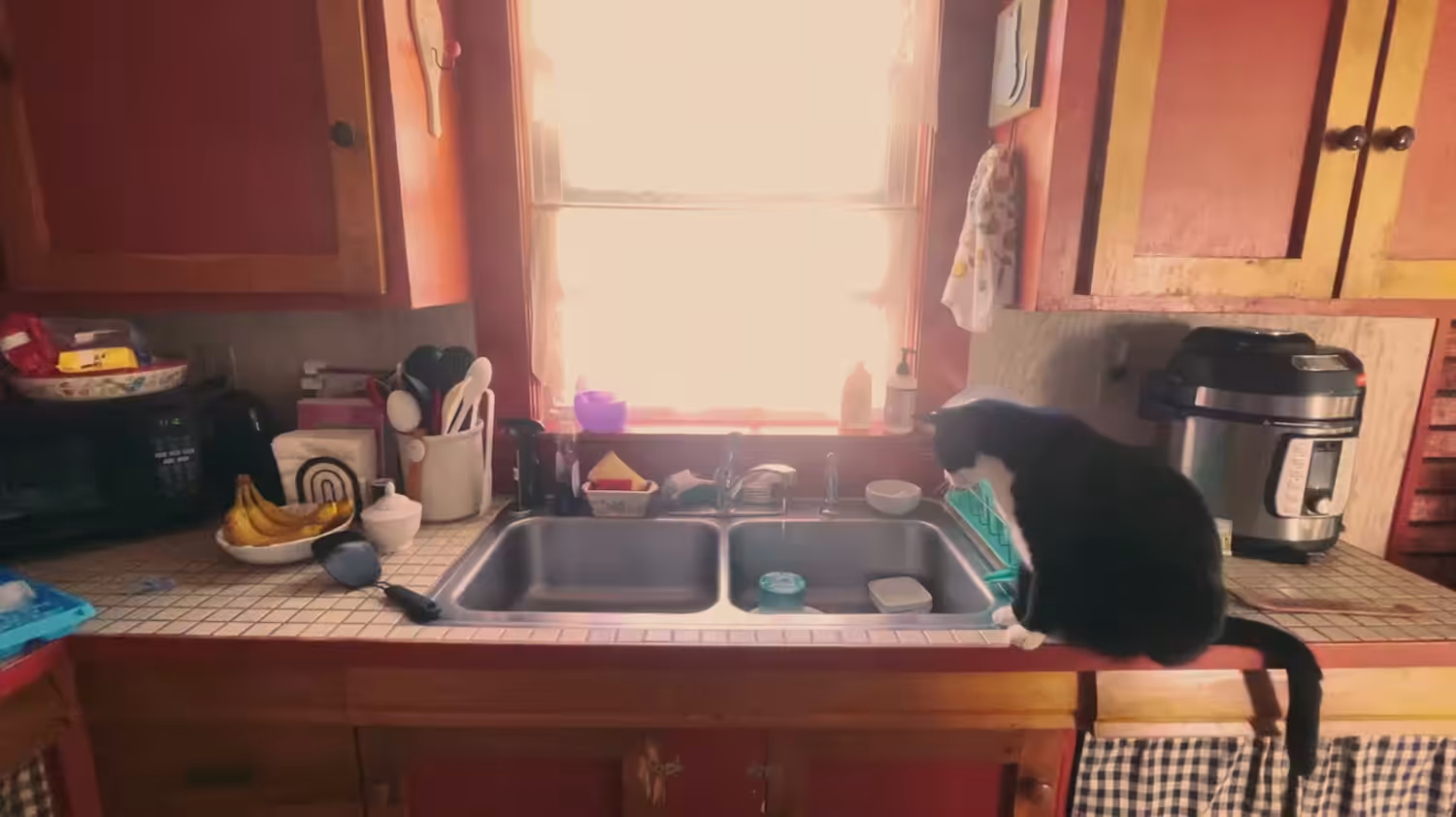 Caturday