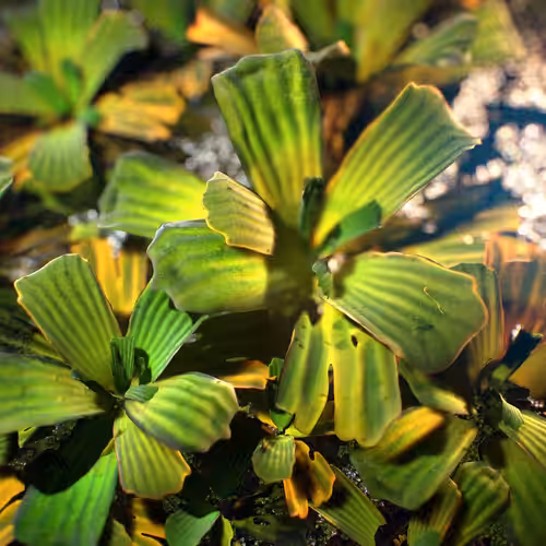 Water Lettuce