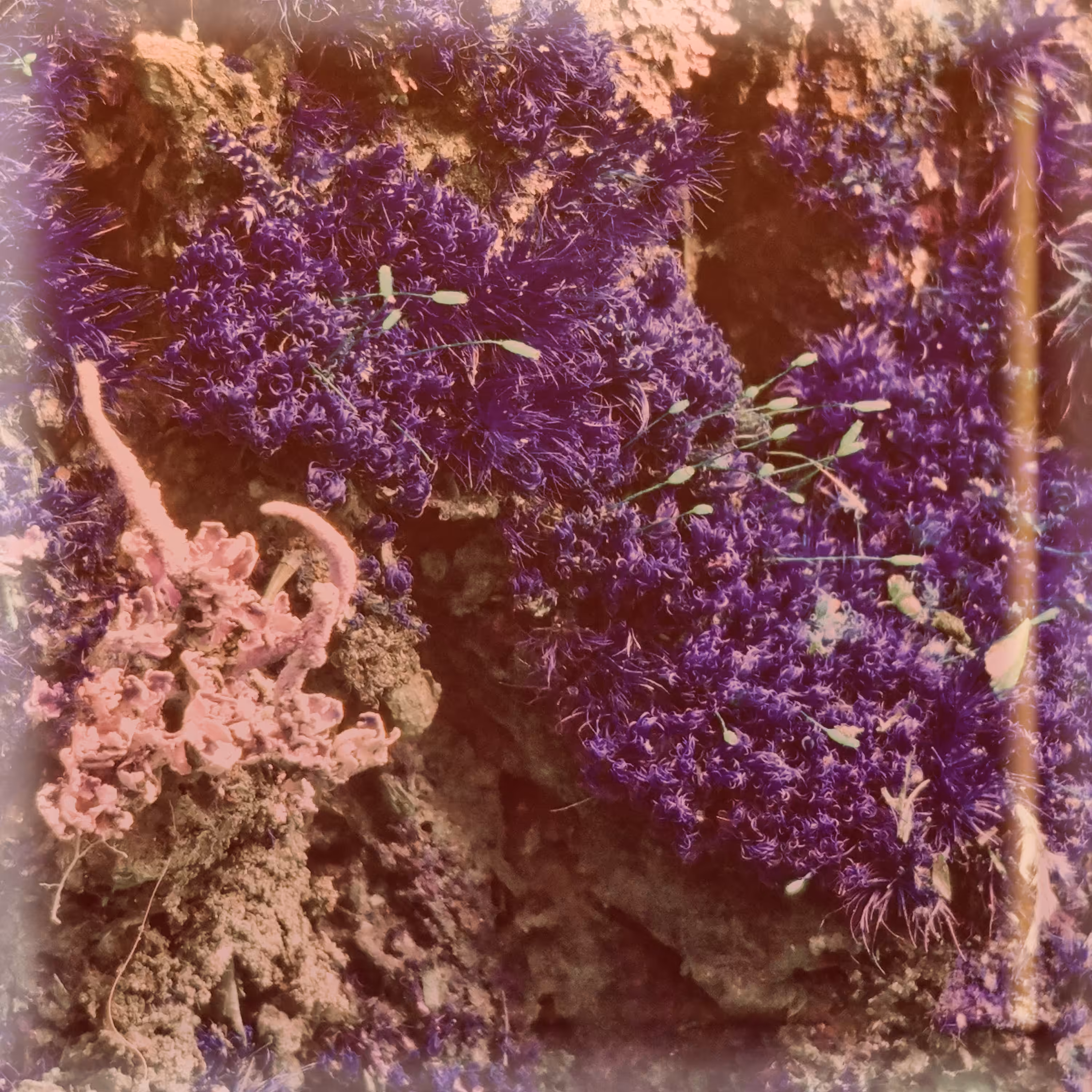 Alien Moss