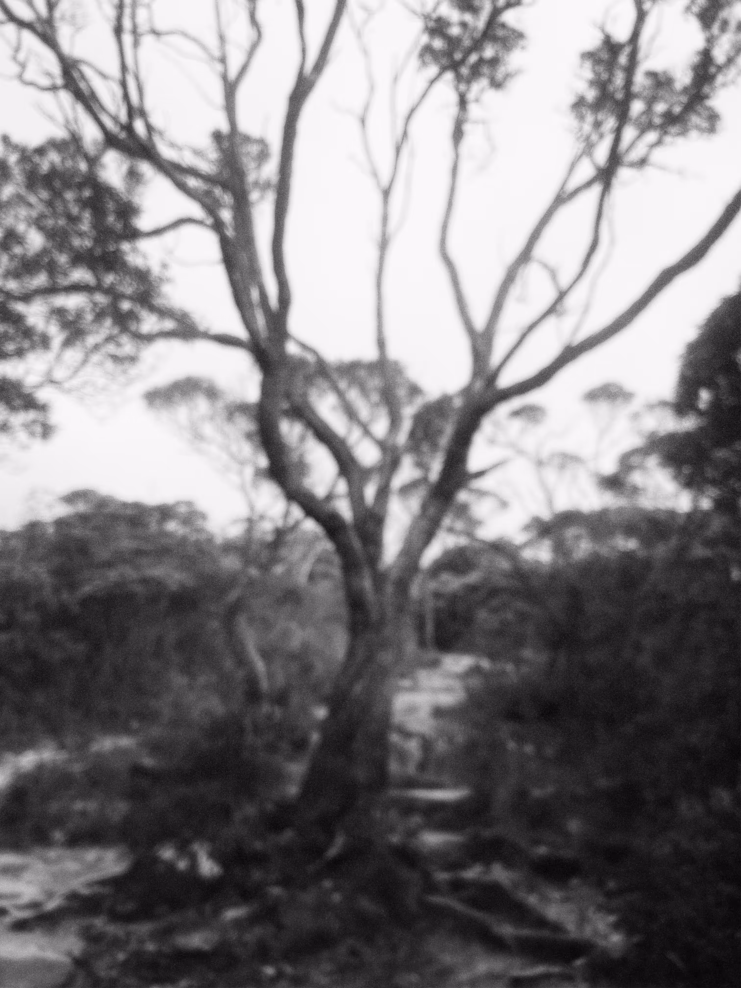 i'm a tree