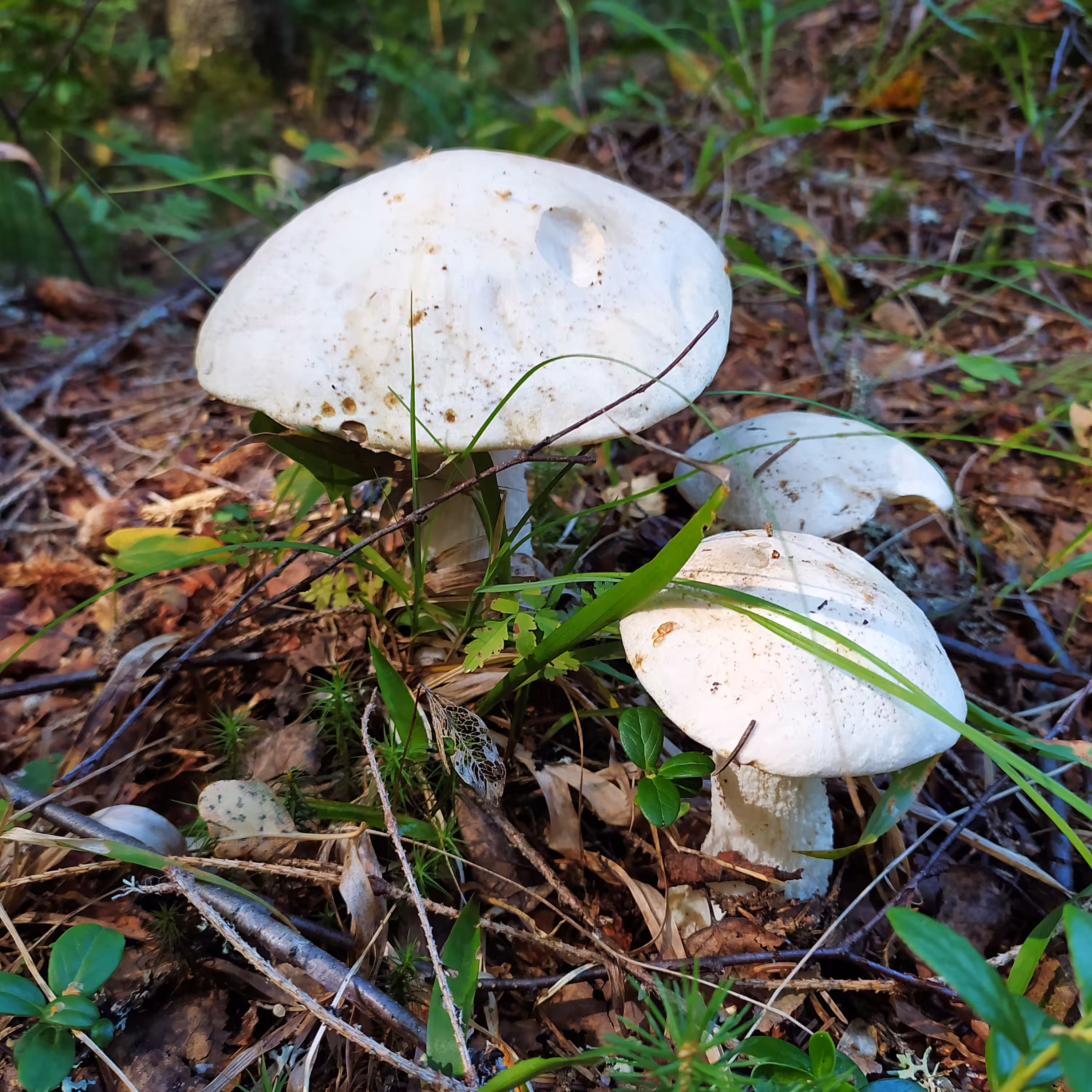Mushrooms of Russia. Leccinum percandidum