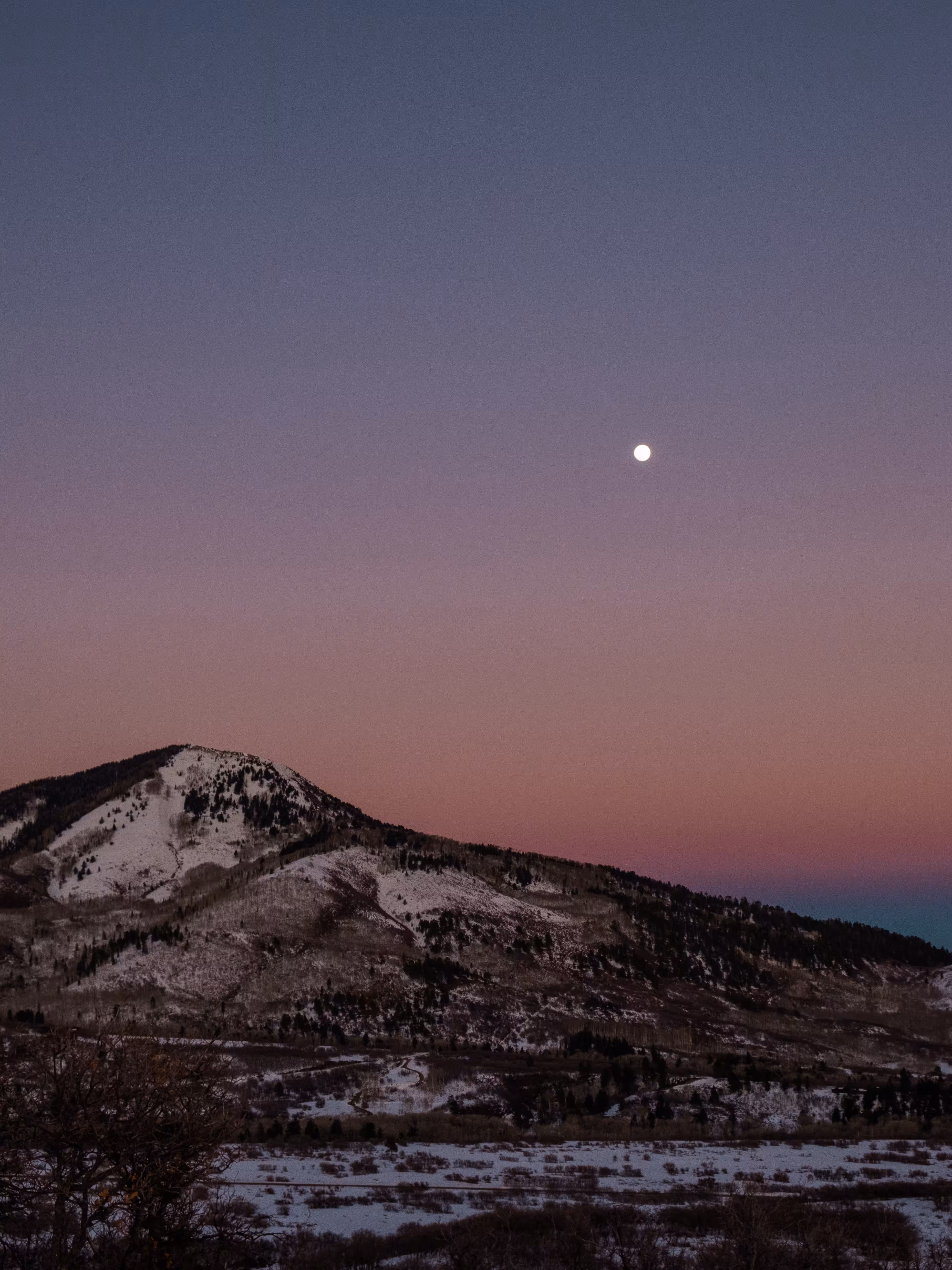 Moonlit Trails