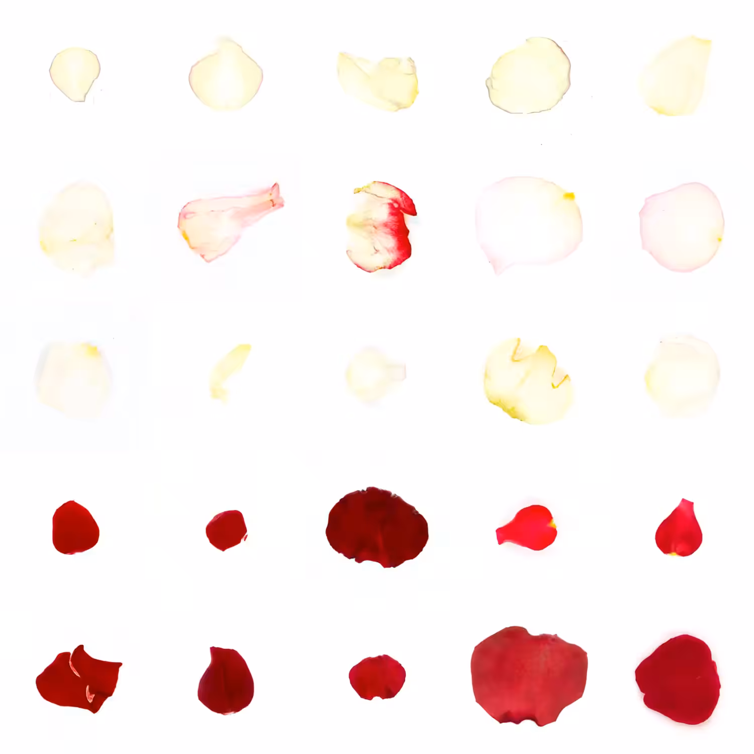 Infinite Petals 5x5#21348