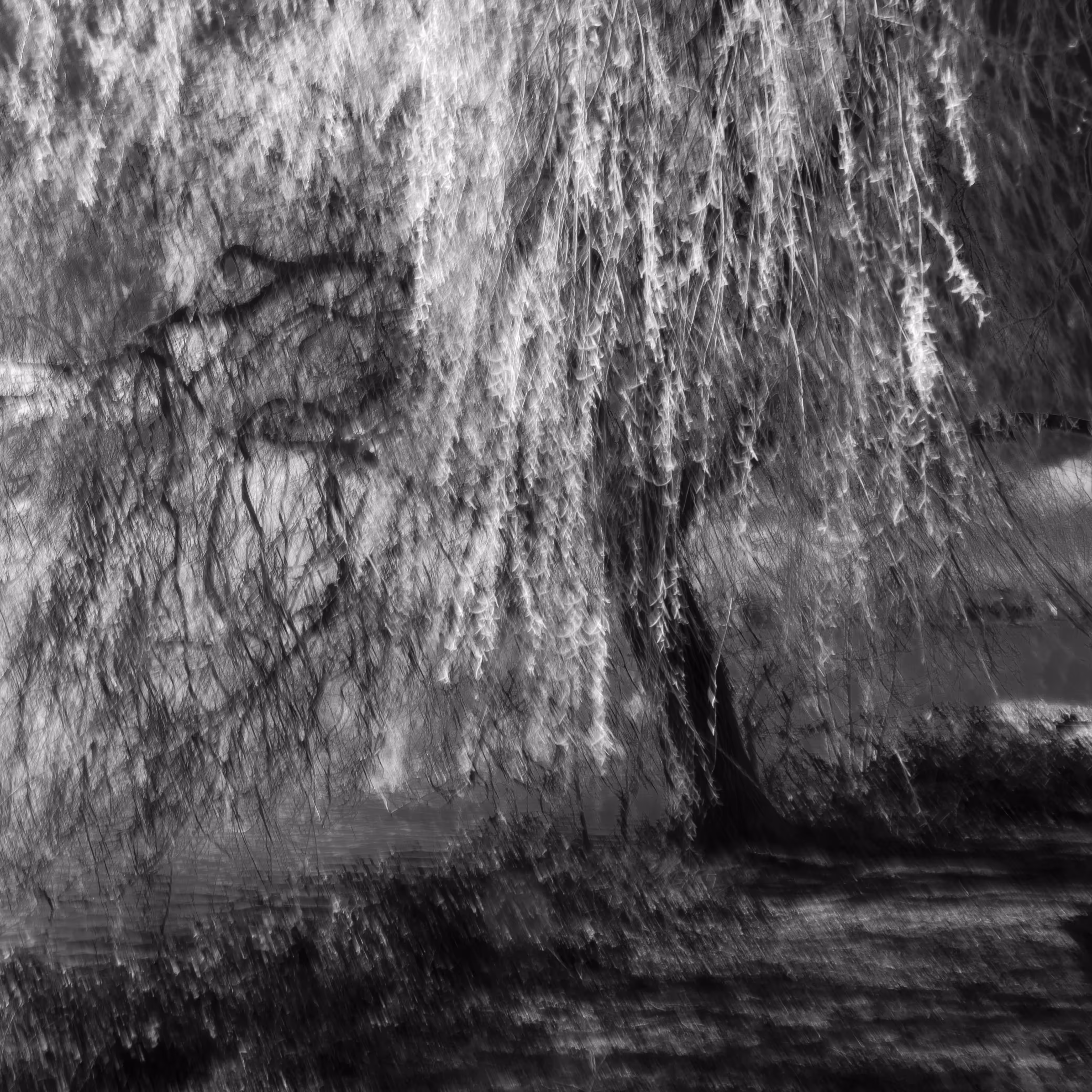 Weeping Willow