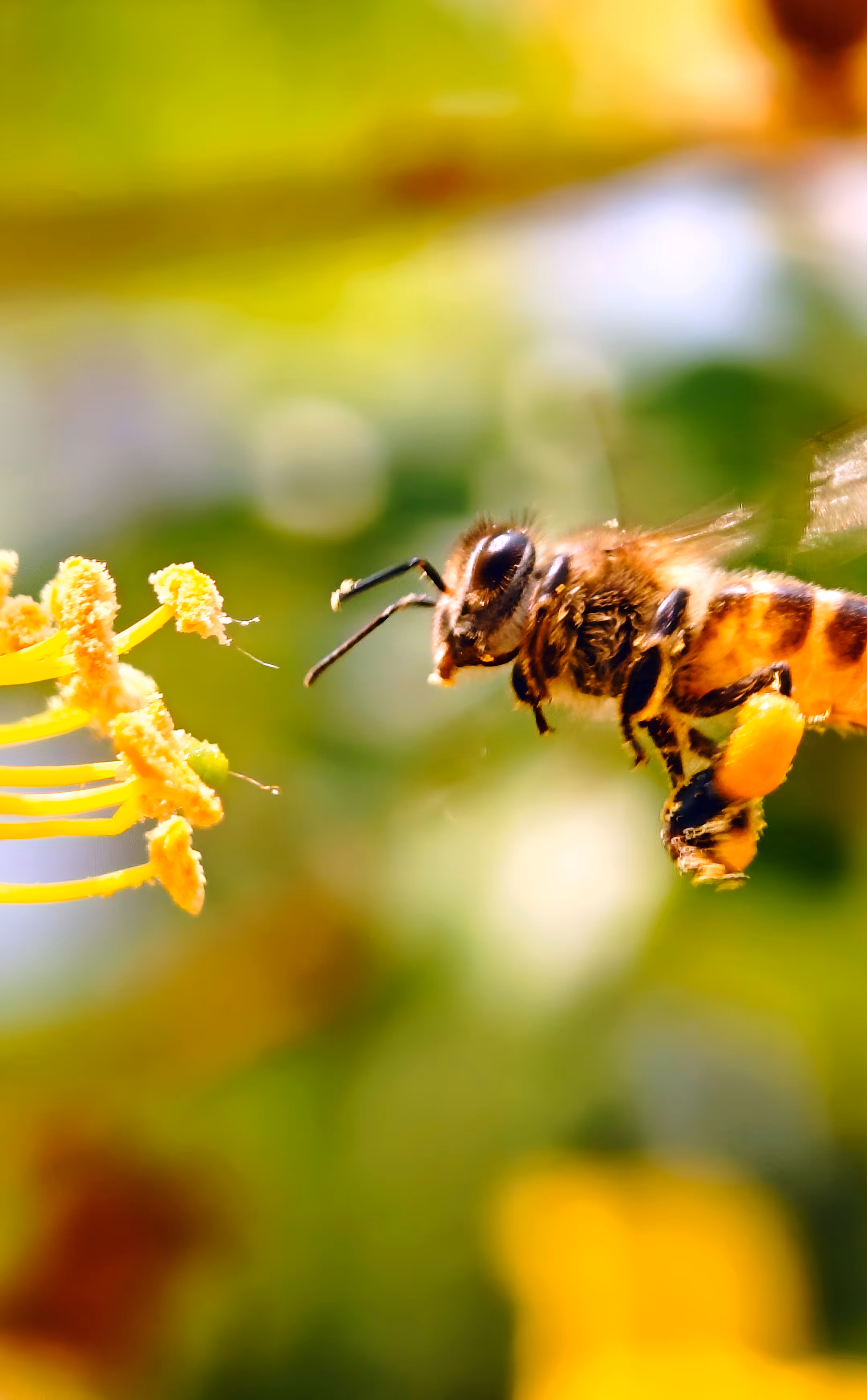 Nature’s Courier