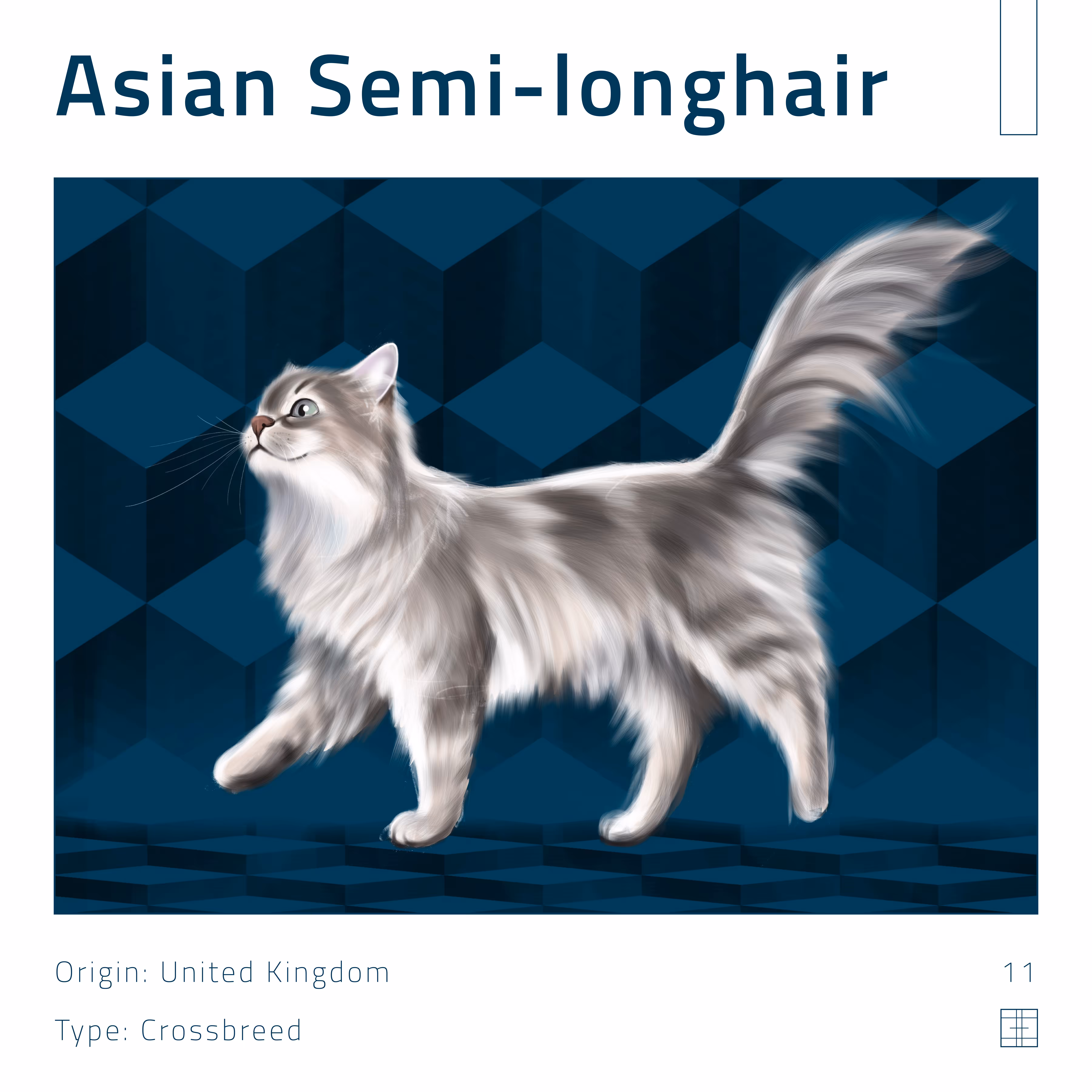 11 – Asian Semi-longhair cat