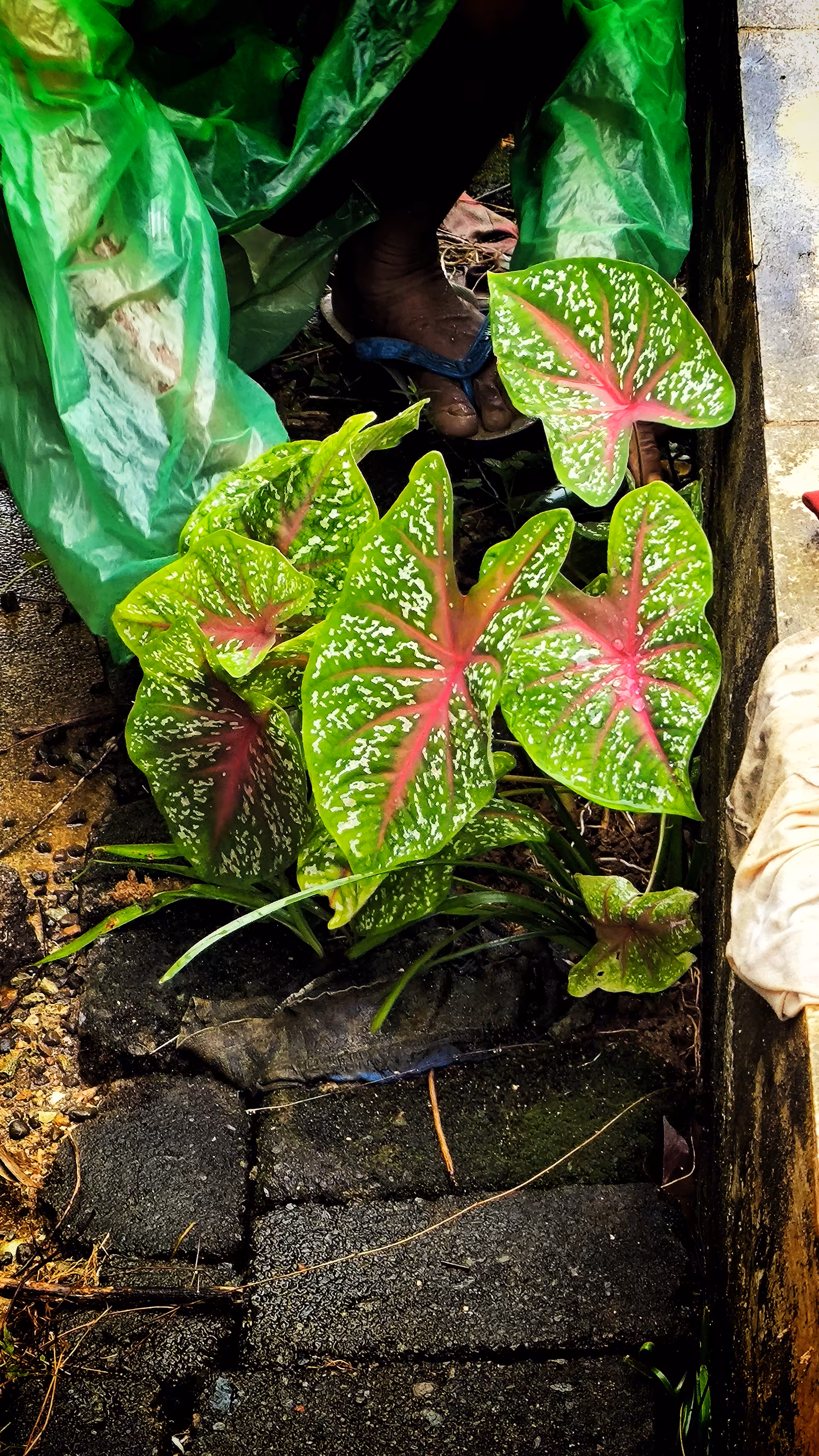Creative Art: Quiet Growth in Forgotten Corners