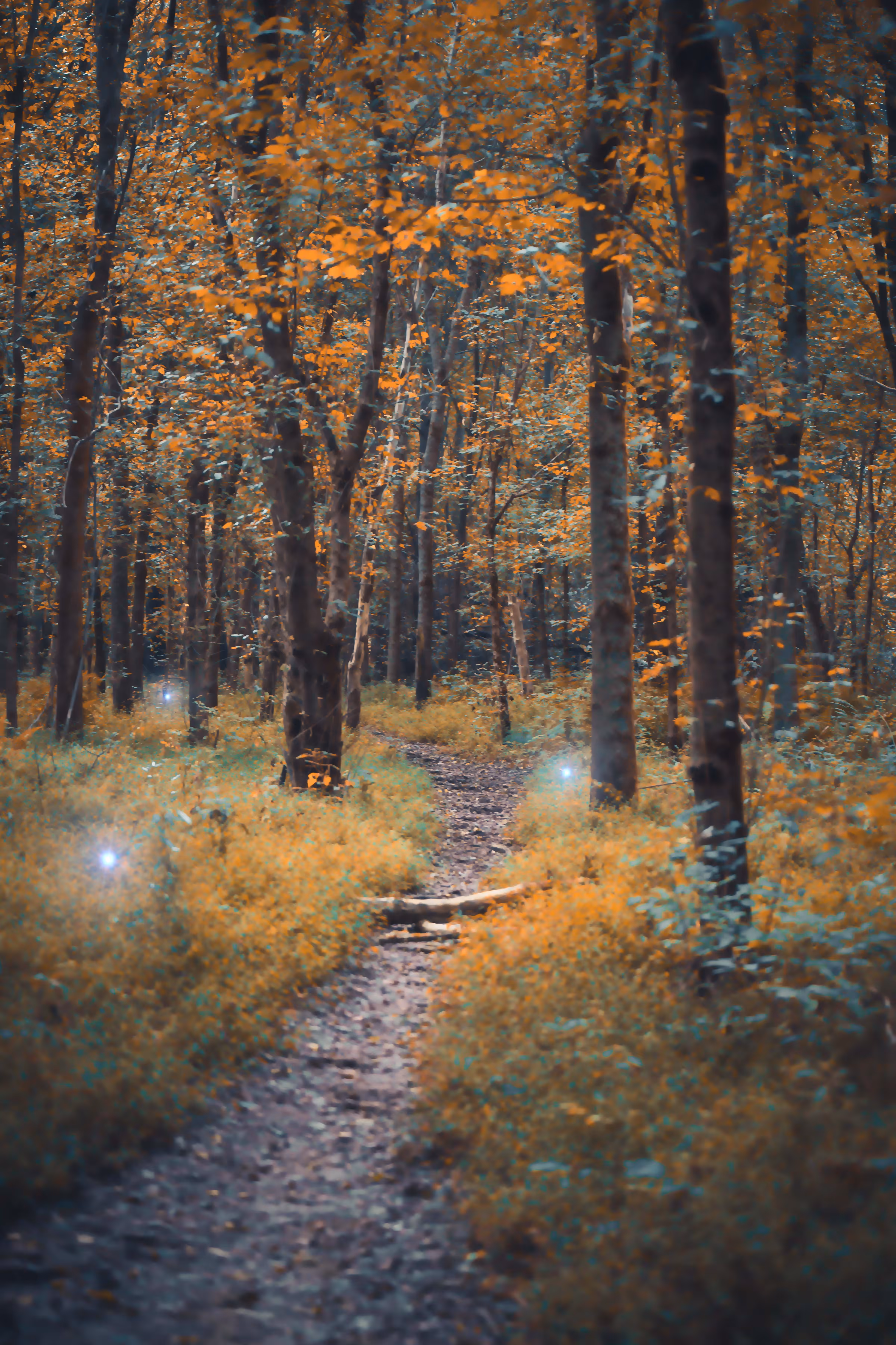 Follow The Wisps