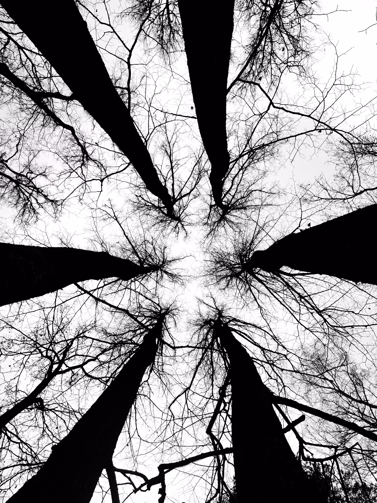 Tree crowns