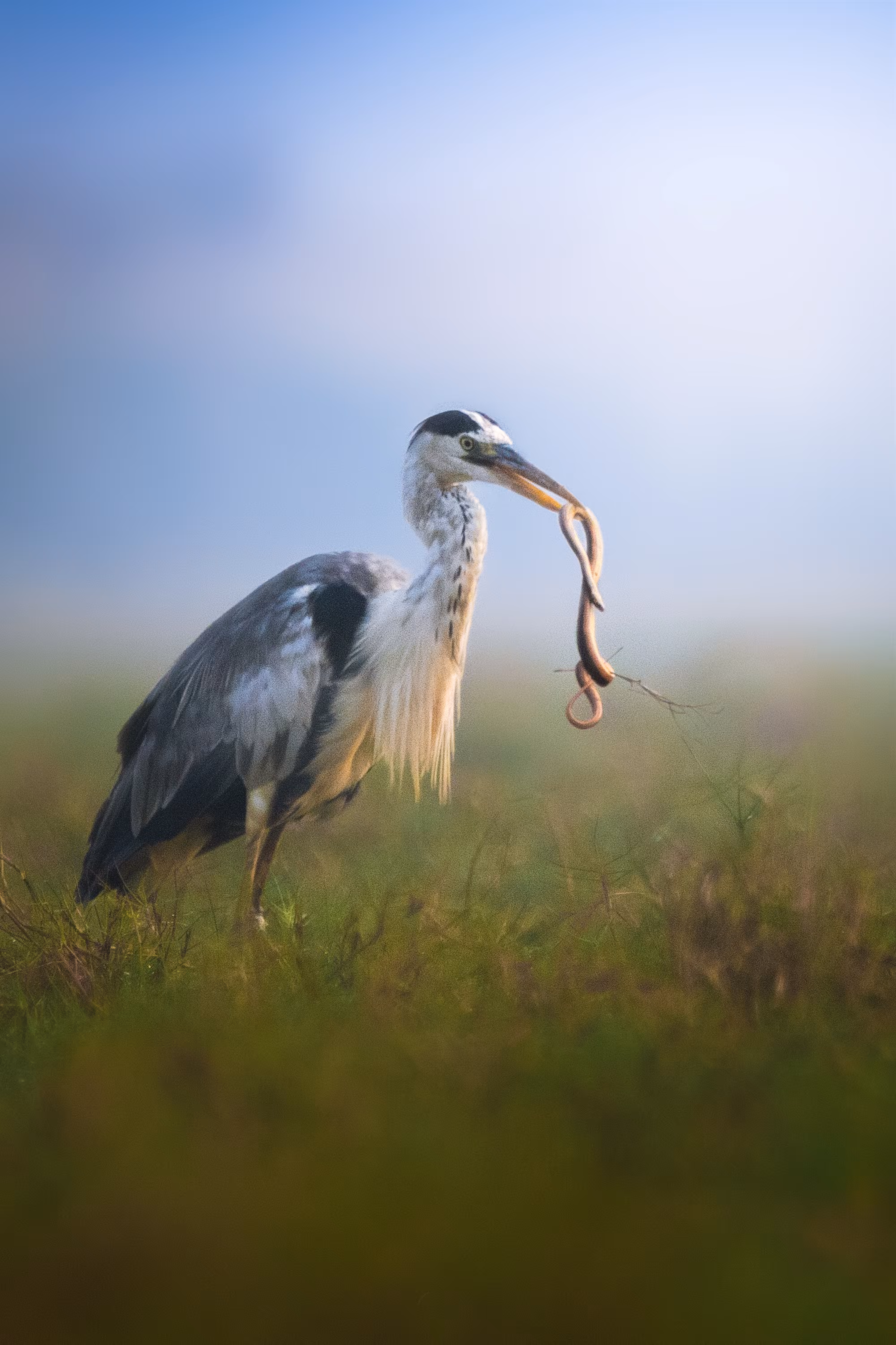GREY HERON with SNAKE KILL
