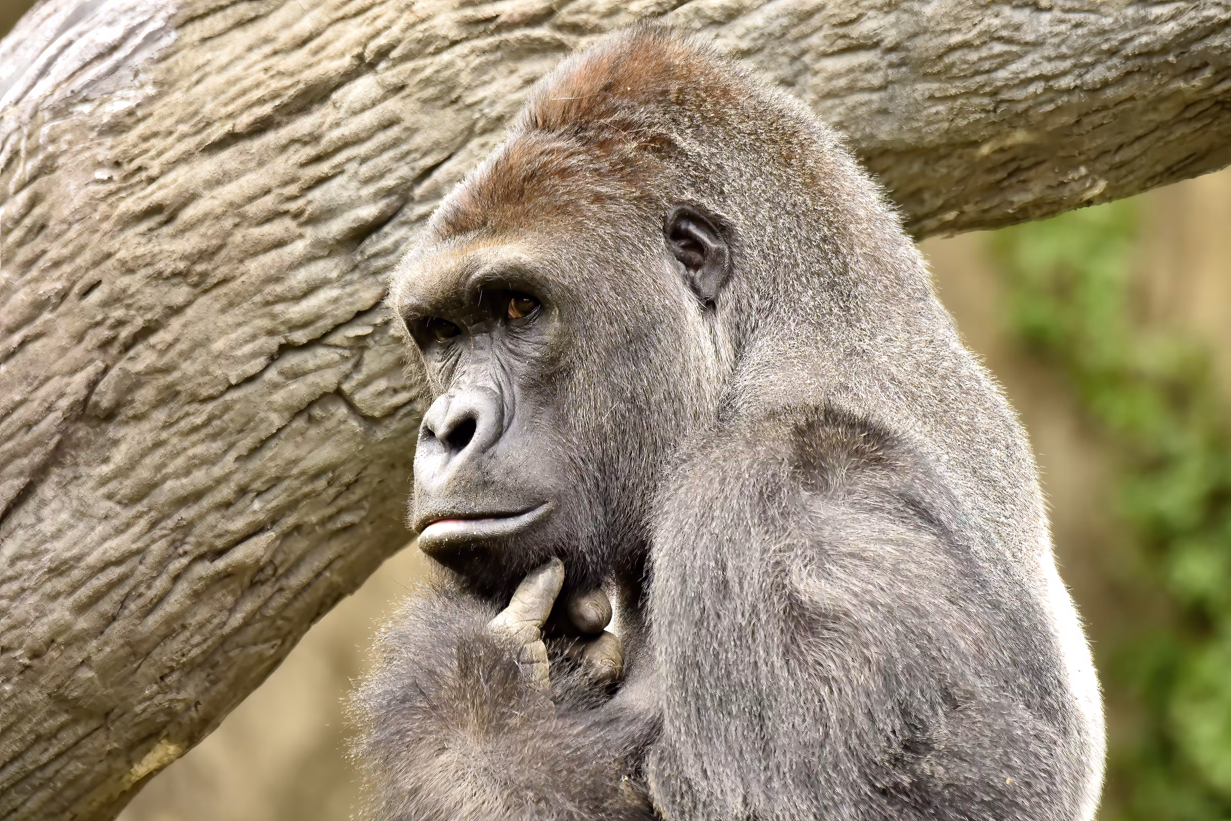 HARAMBE: LEGENDS #489