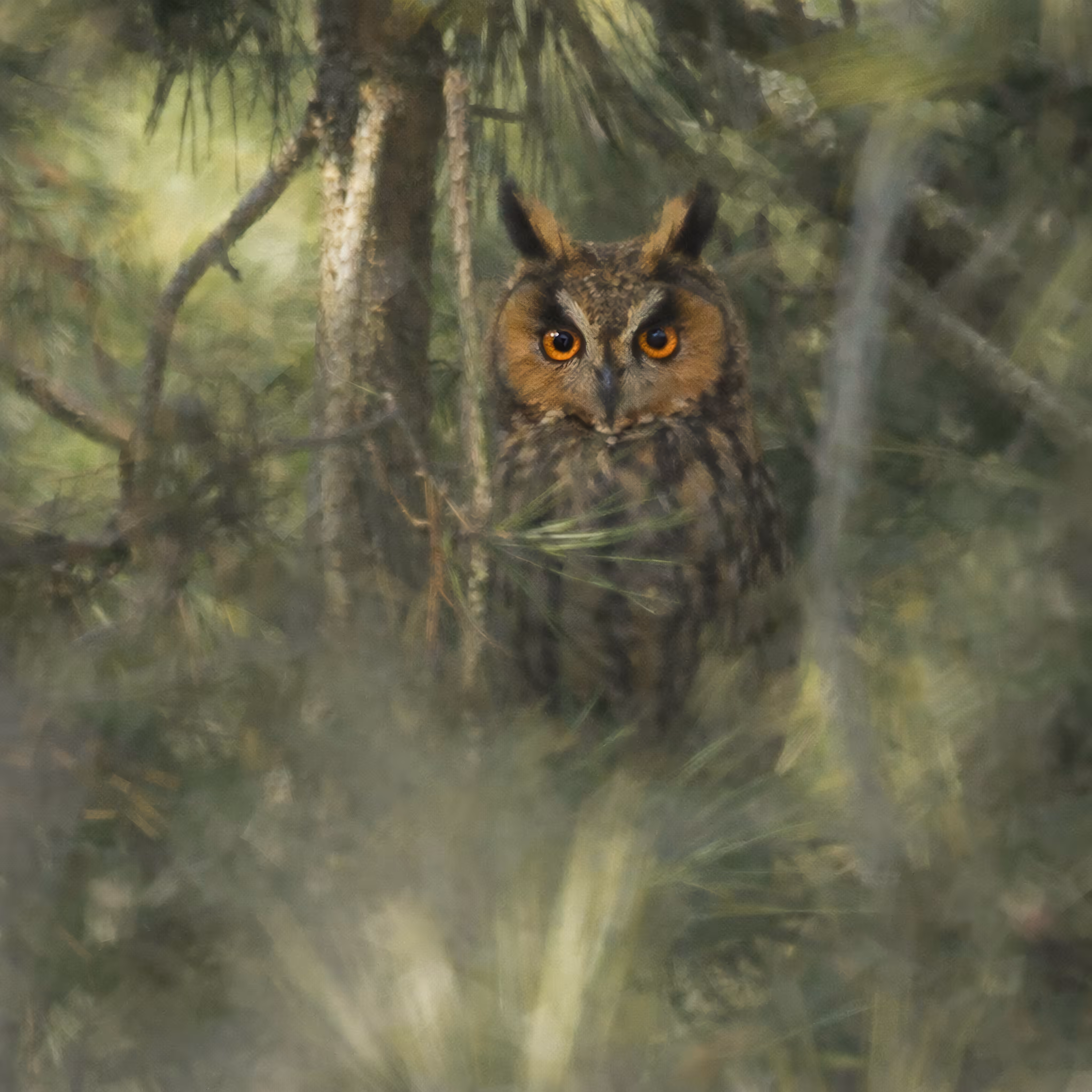 Life List of an AI Birder: Asio otus