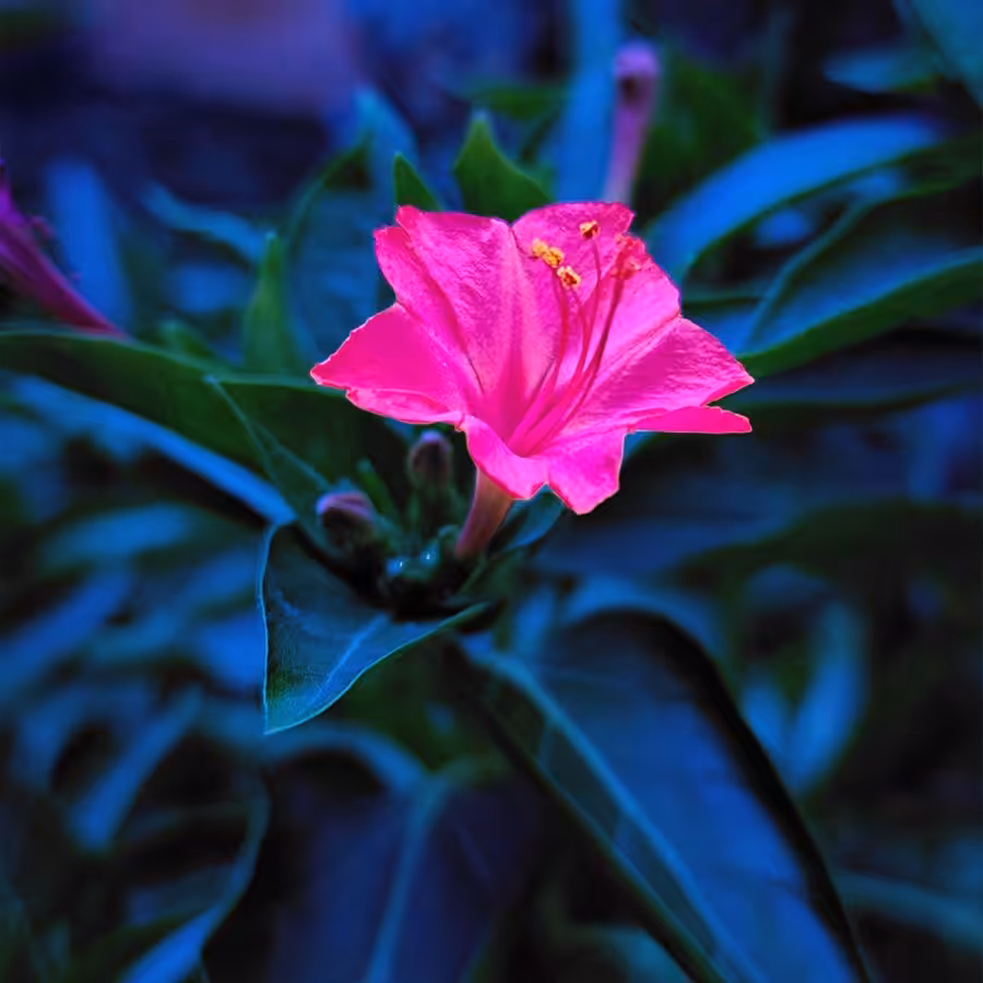 BEAUTIFUL NATURE