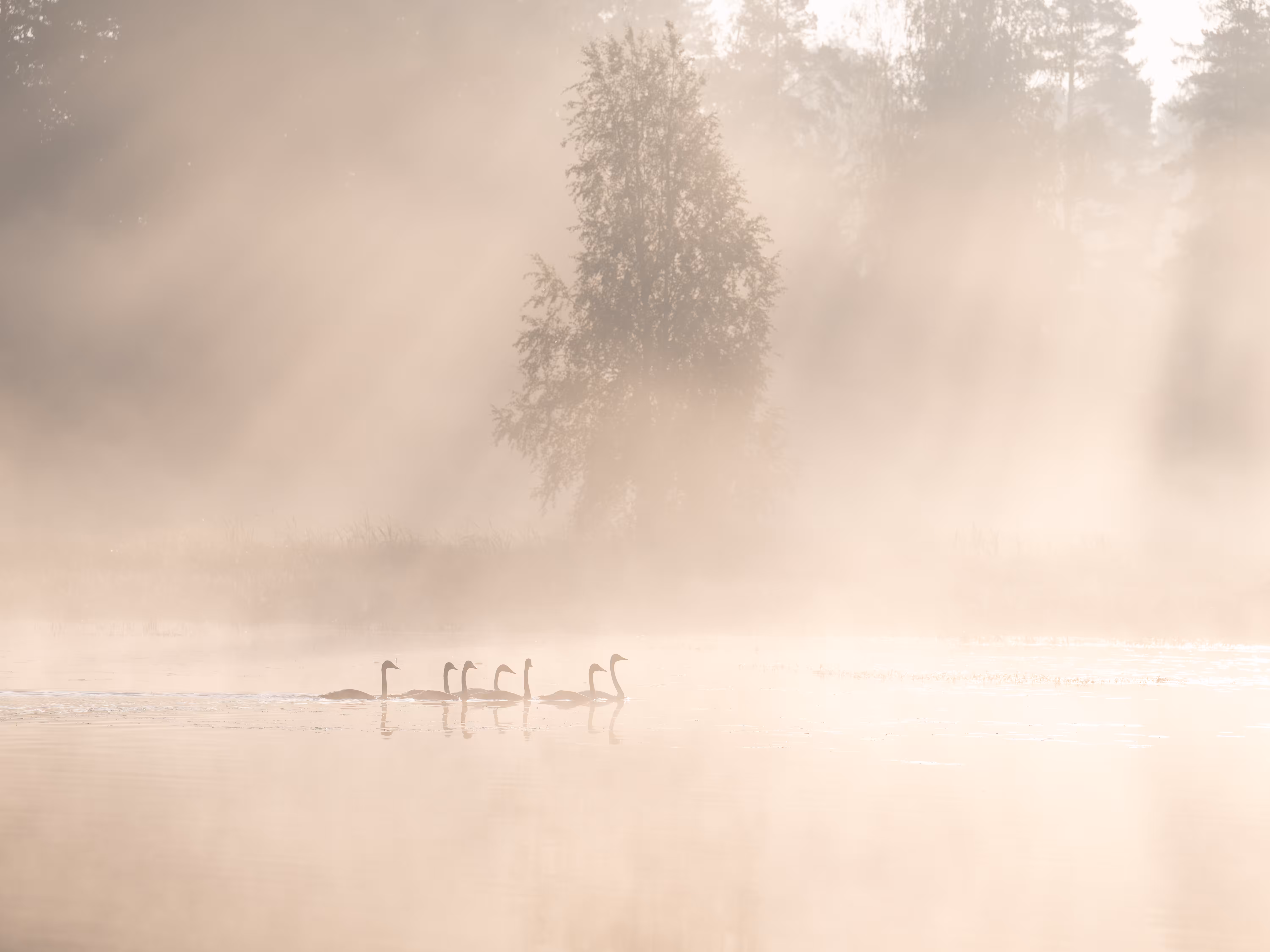 HARMONIA: Morning Serenade