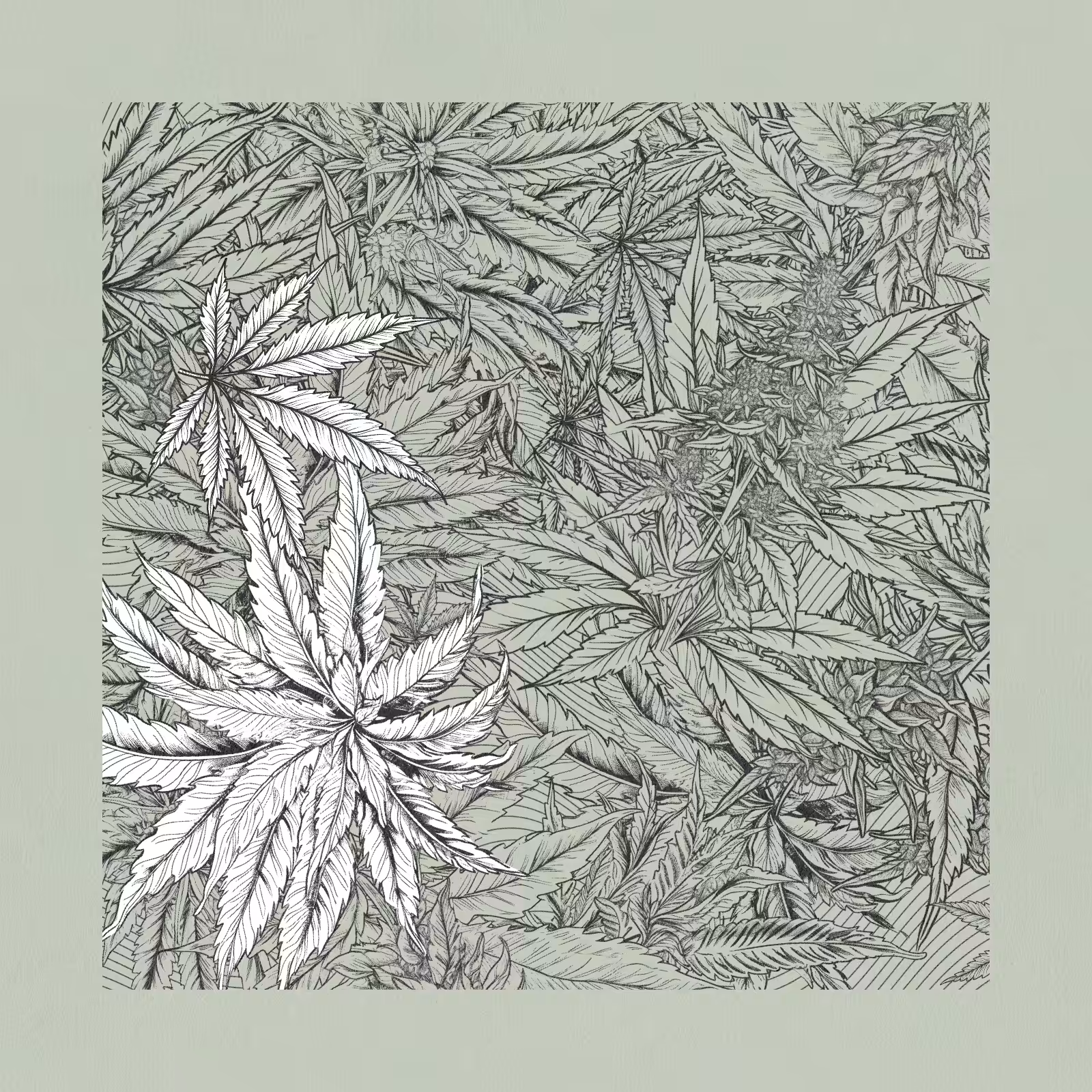 zancannabis #204