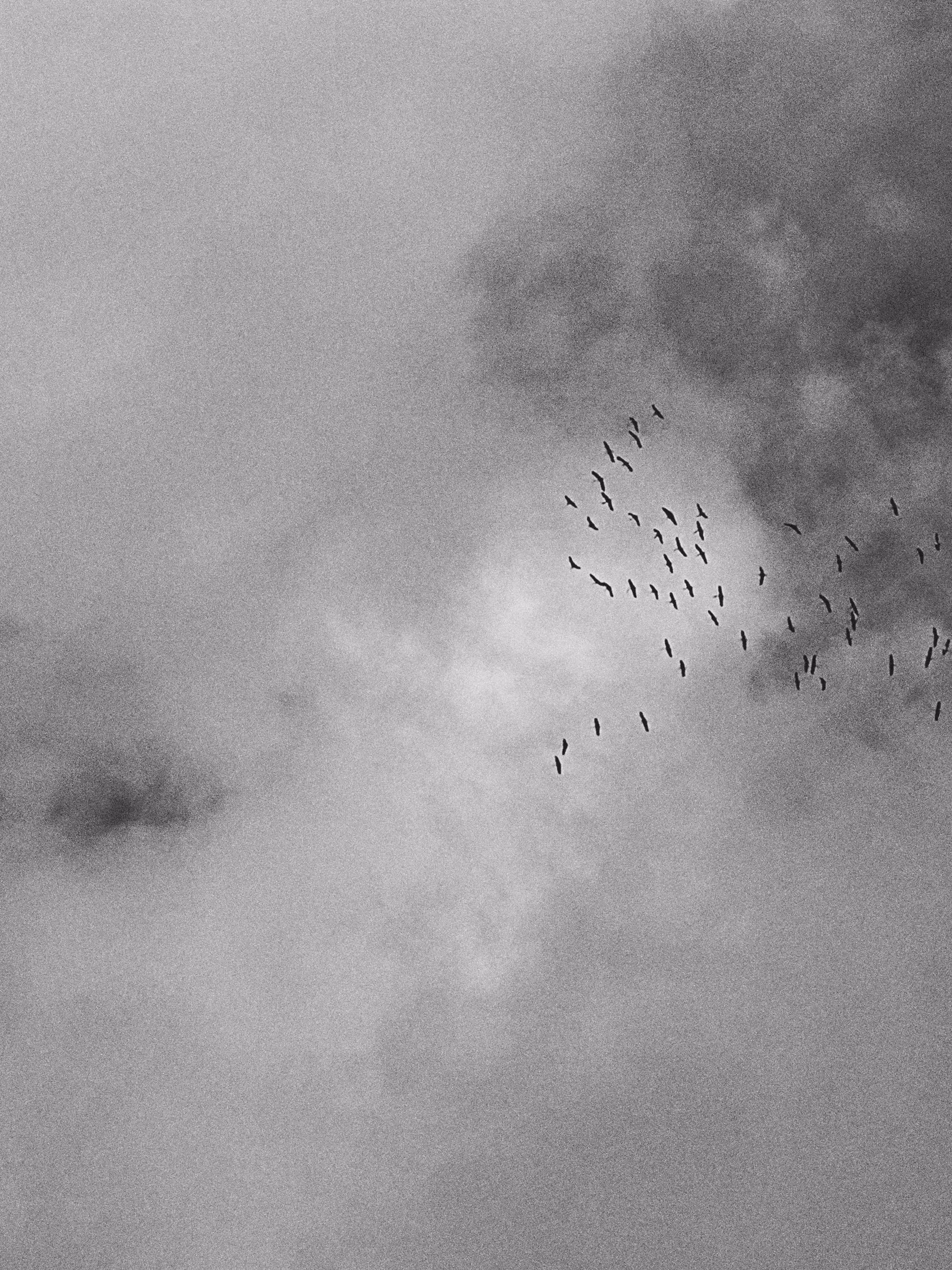 Ex Twitter Birds fly 😳😂