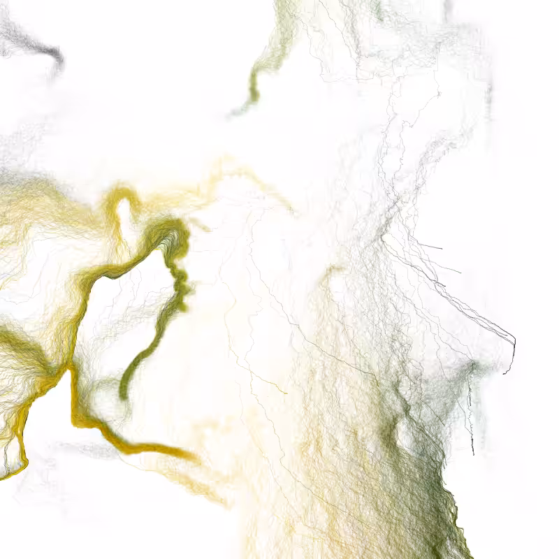 Hypericum #17