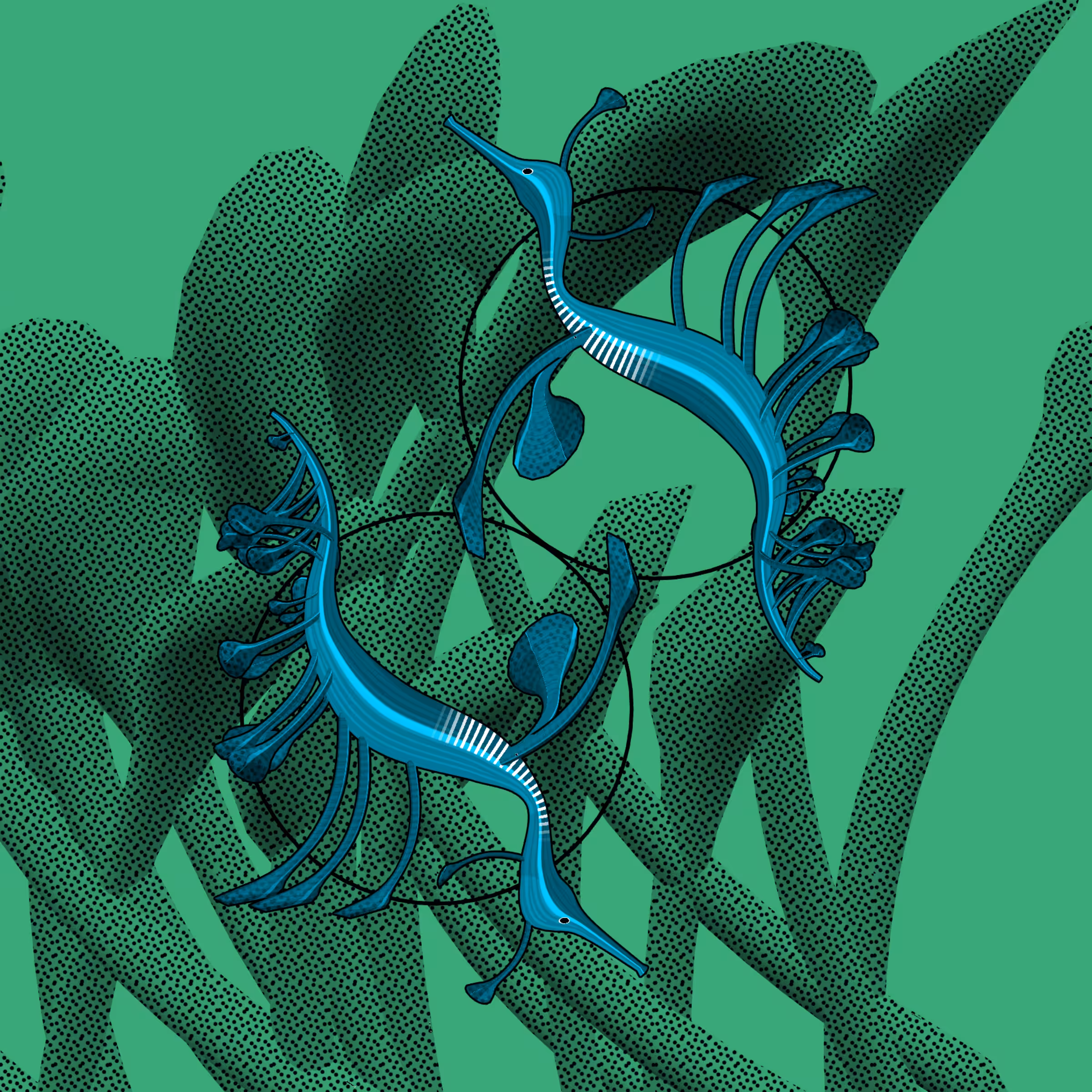 Seadragons #427