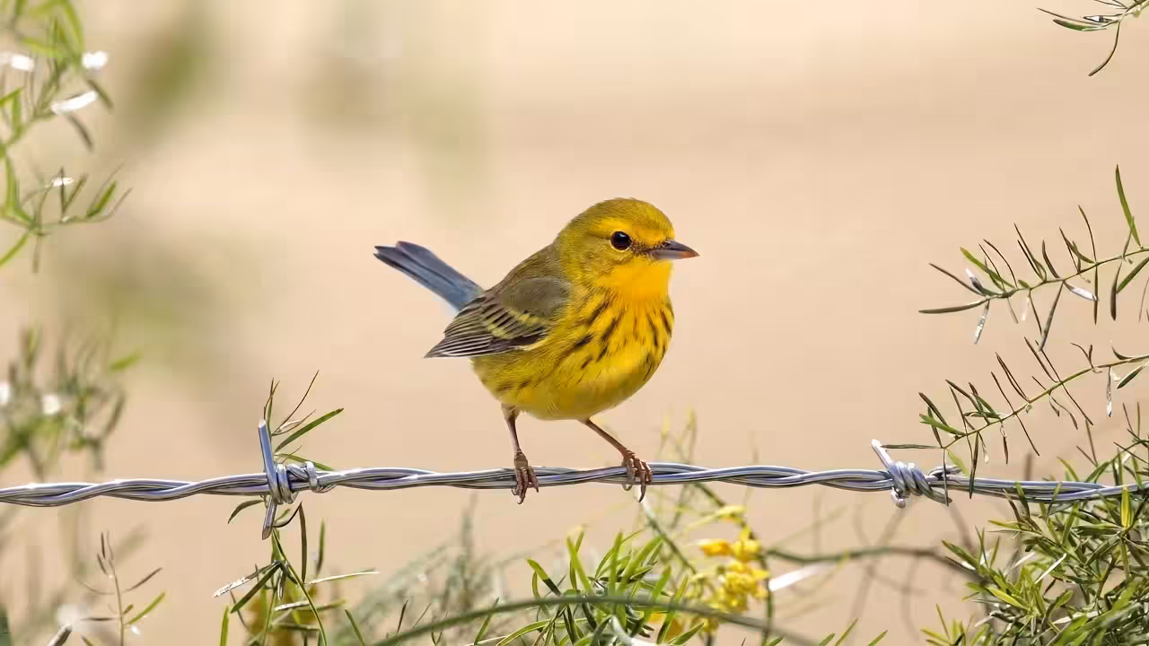 Birds Observations: Bumble, In the Tangle