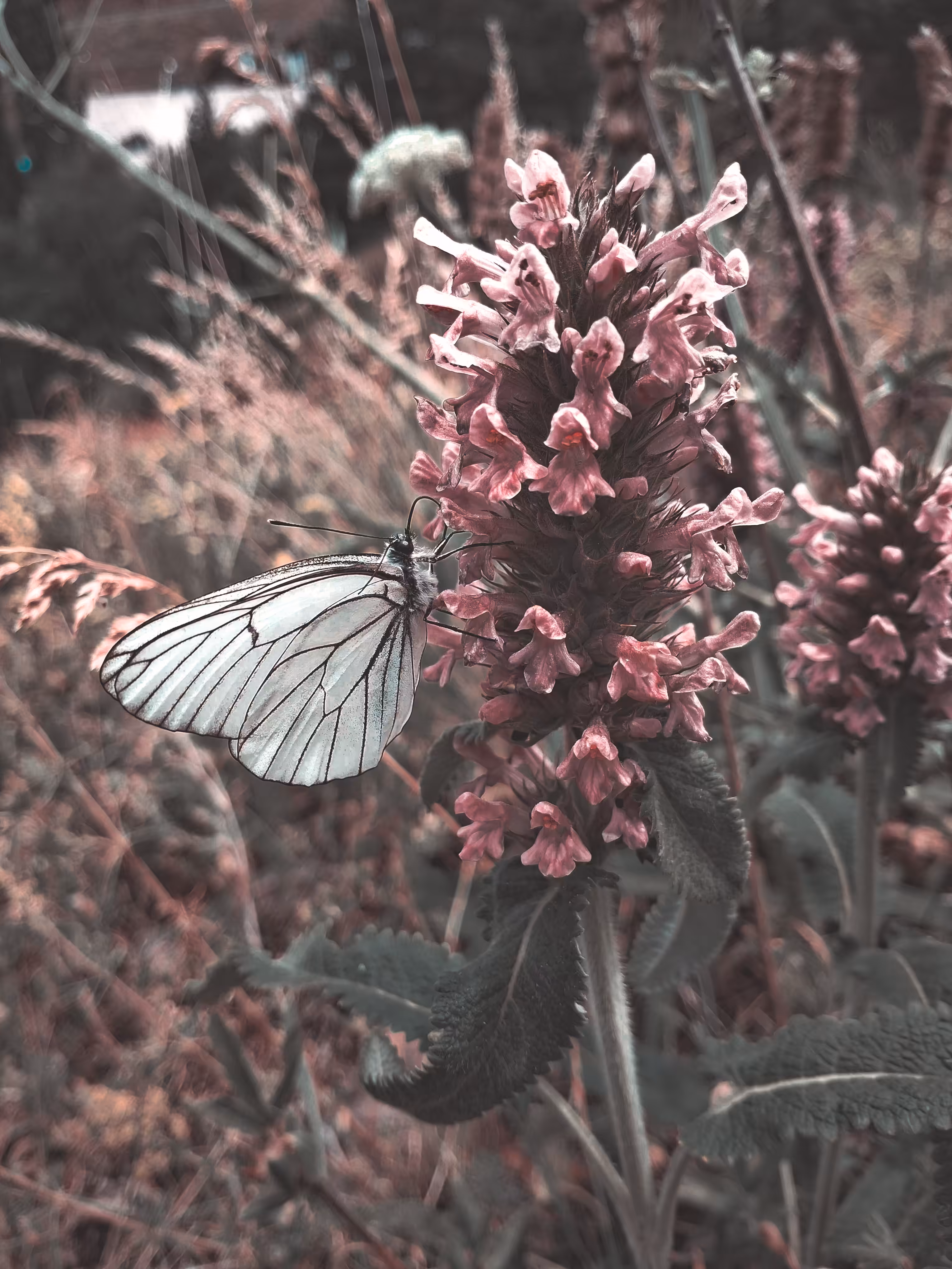 Black-veined White ♂️