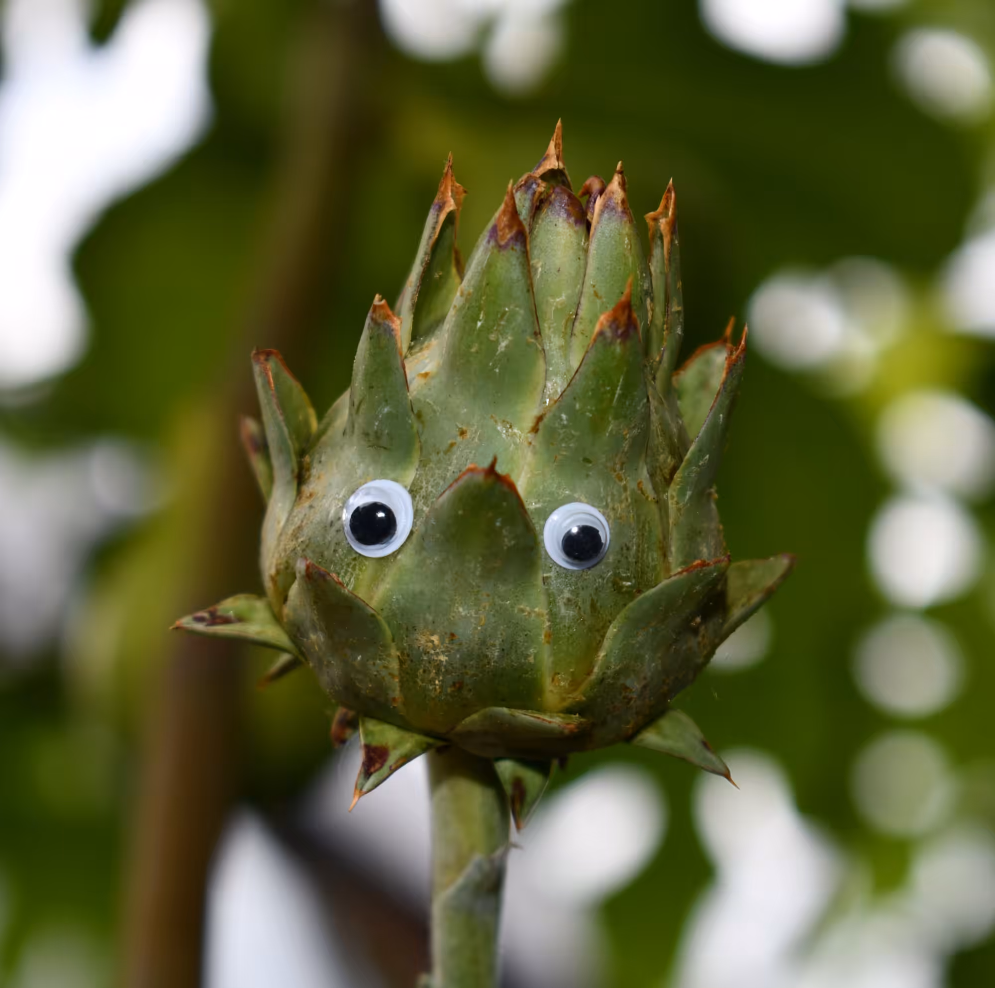 Googly Eyes 014: Bud