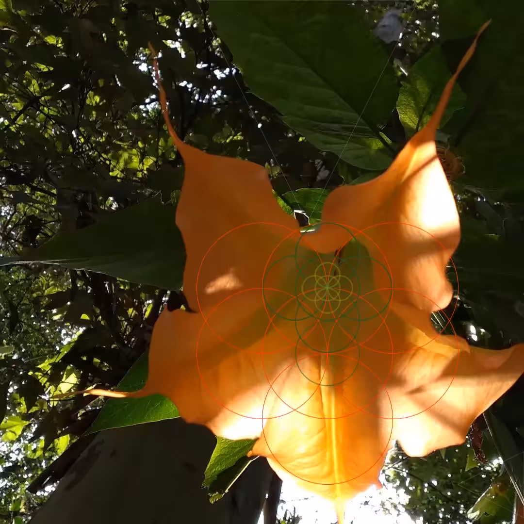 Floripondio Tropical