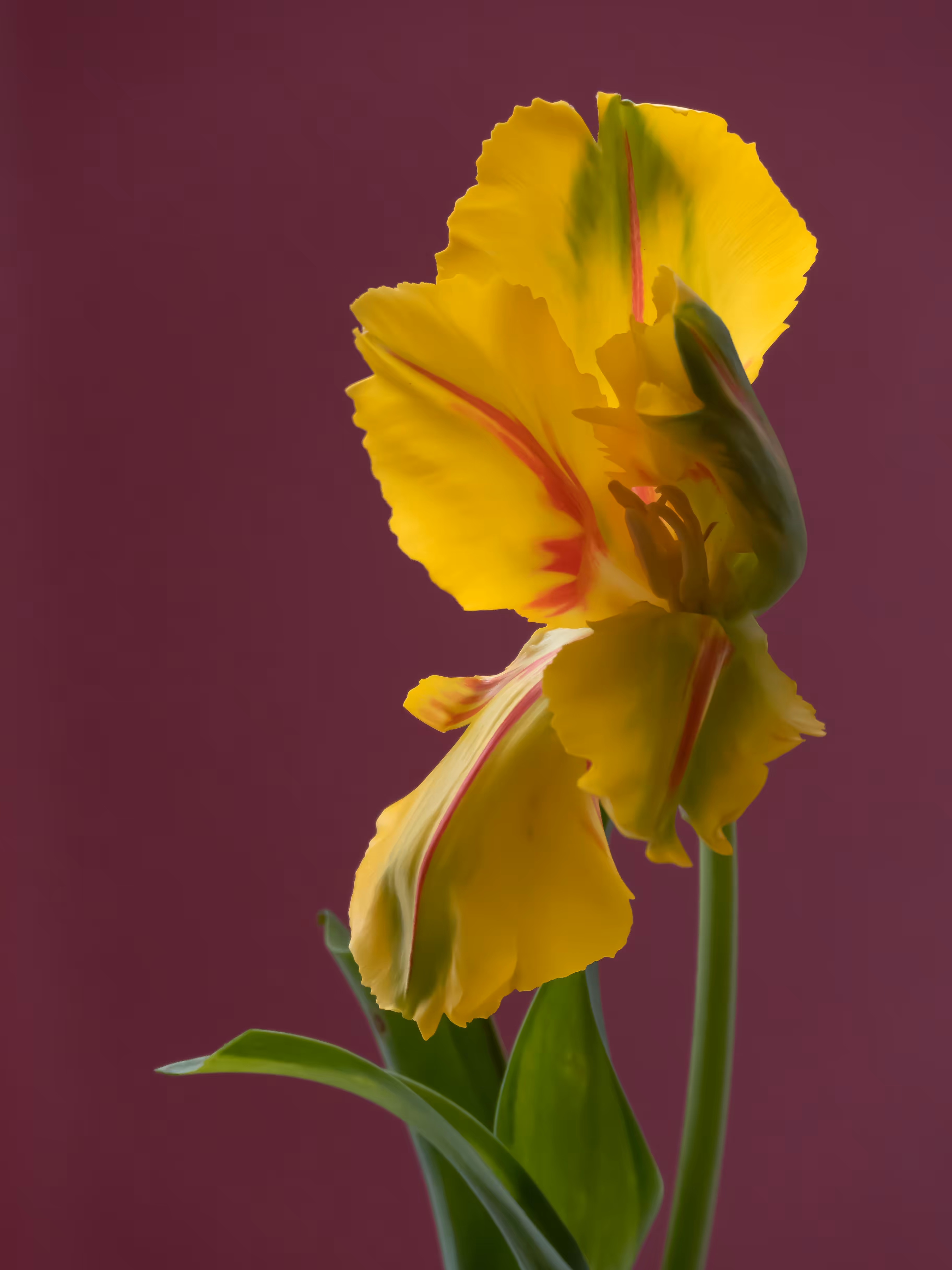 Tulip 1637 [7]