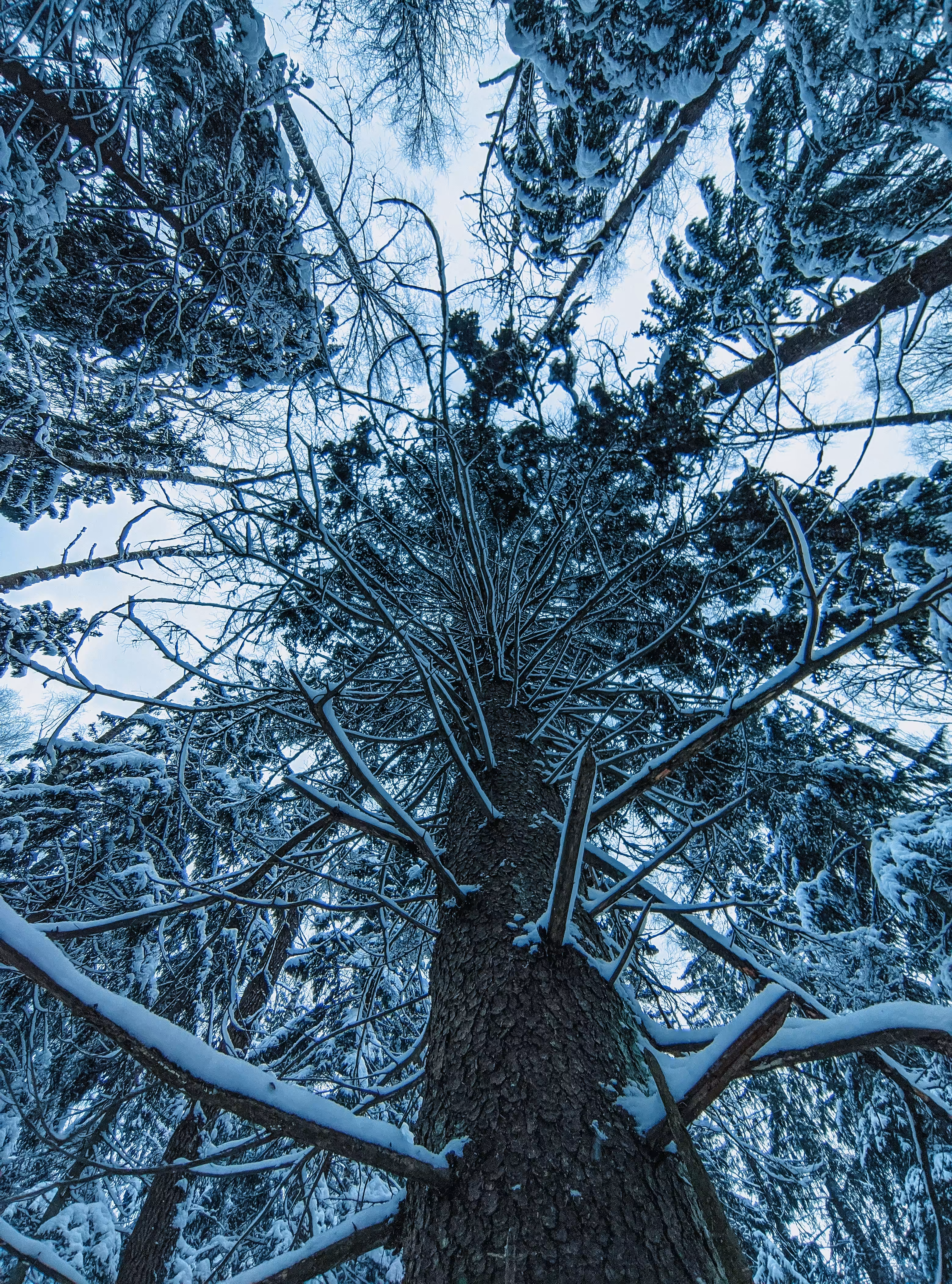 Frozen giant
