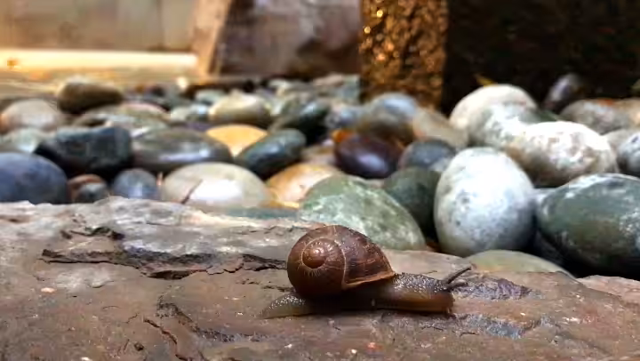 A Snails Pace