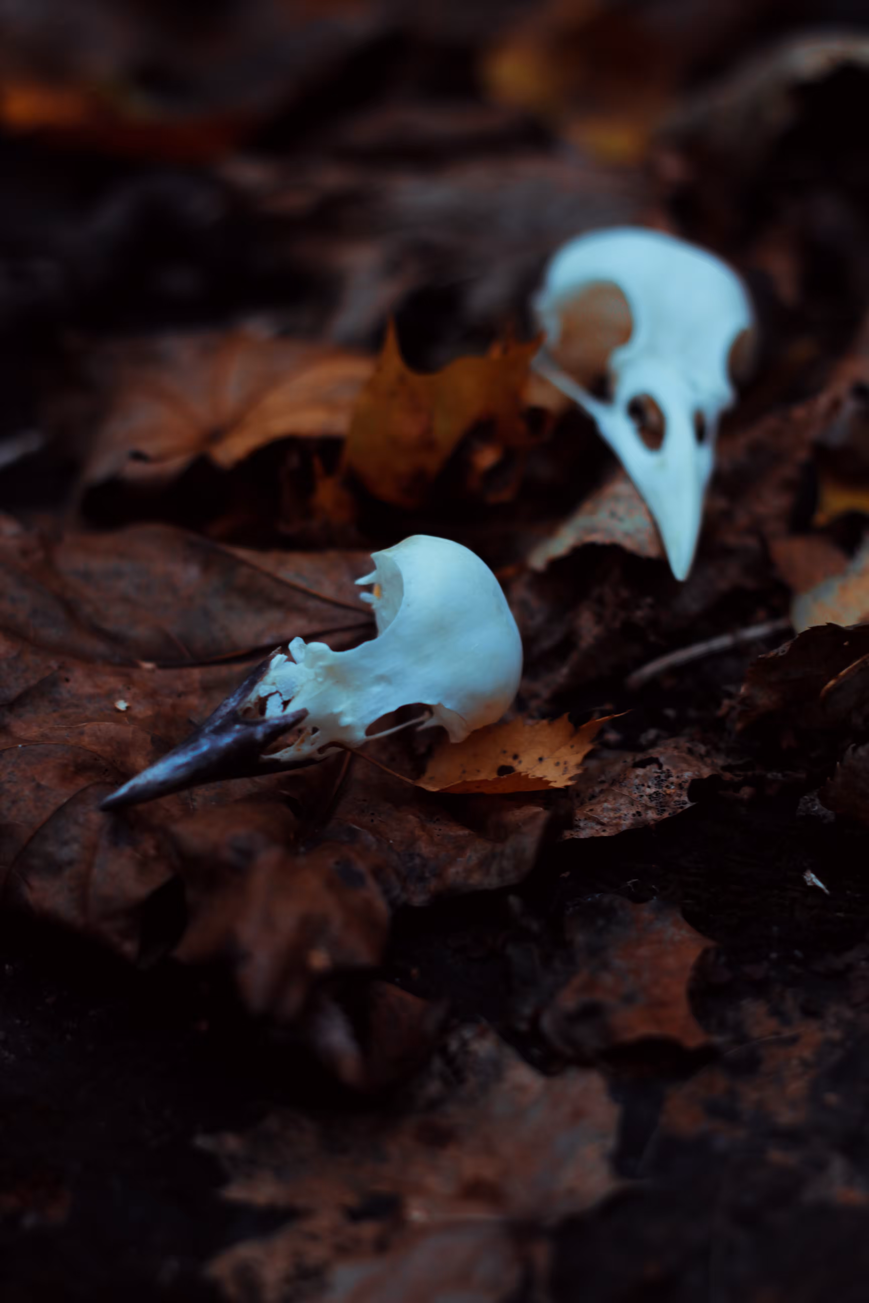 Lost souls of the autumn forest