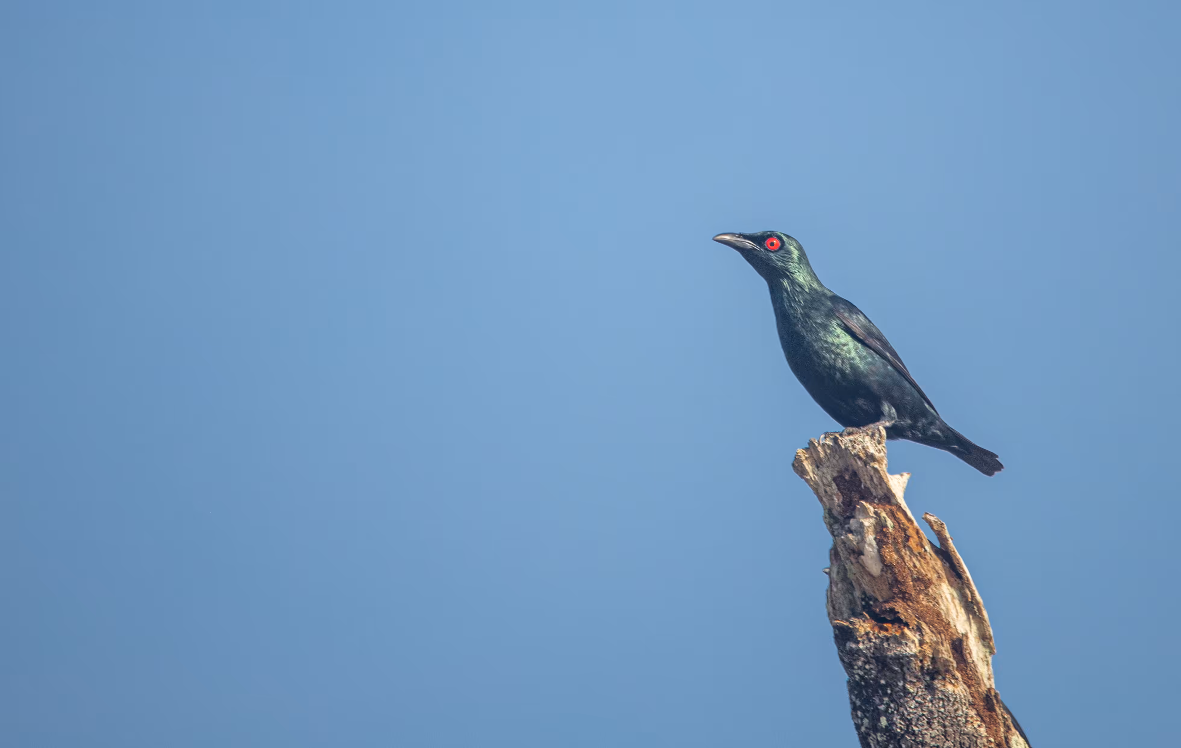 The Asian Glossy Starling 