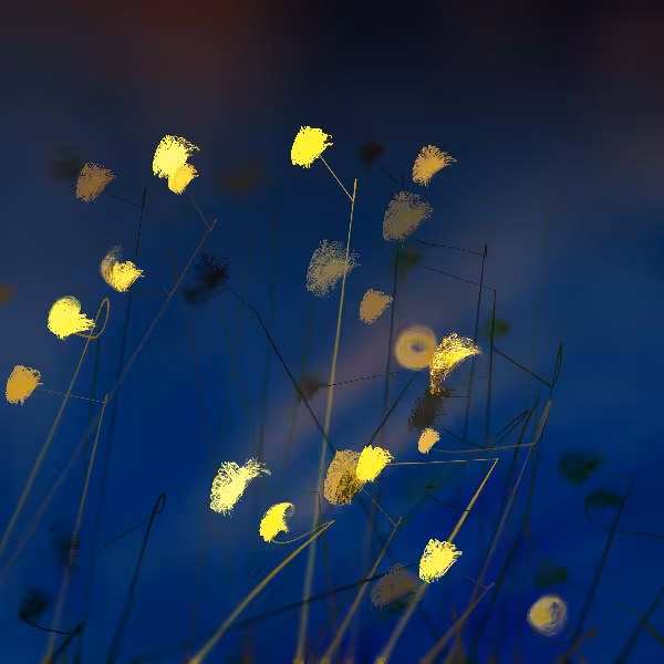 Cottongrass #51