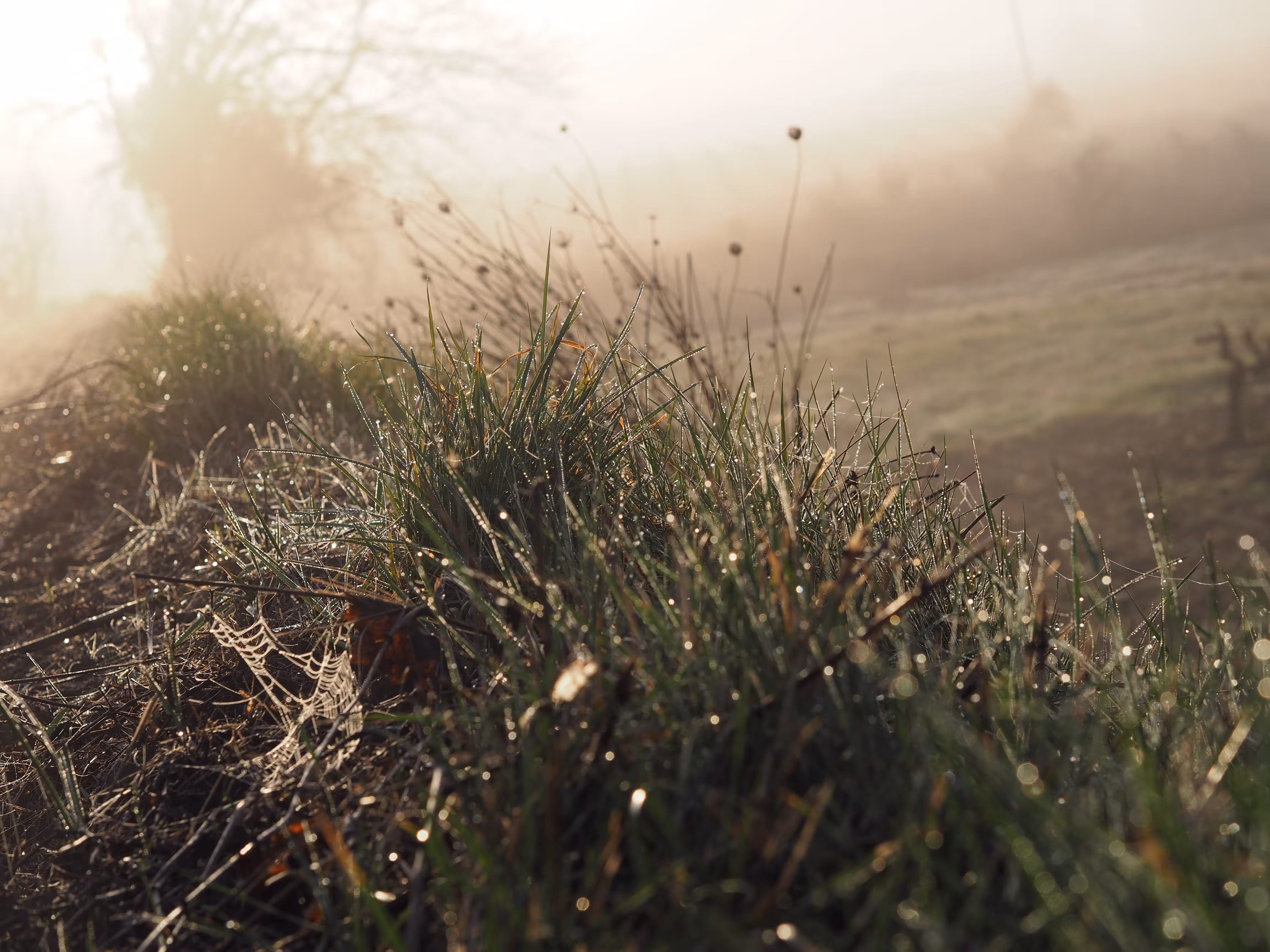 Can you see the morning spider?