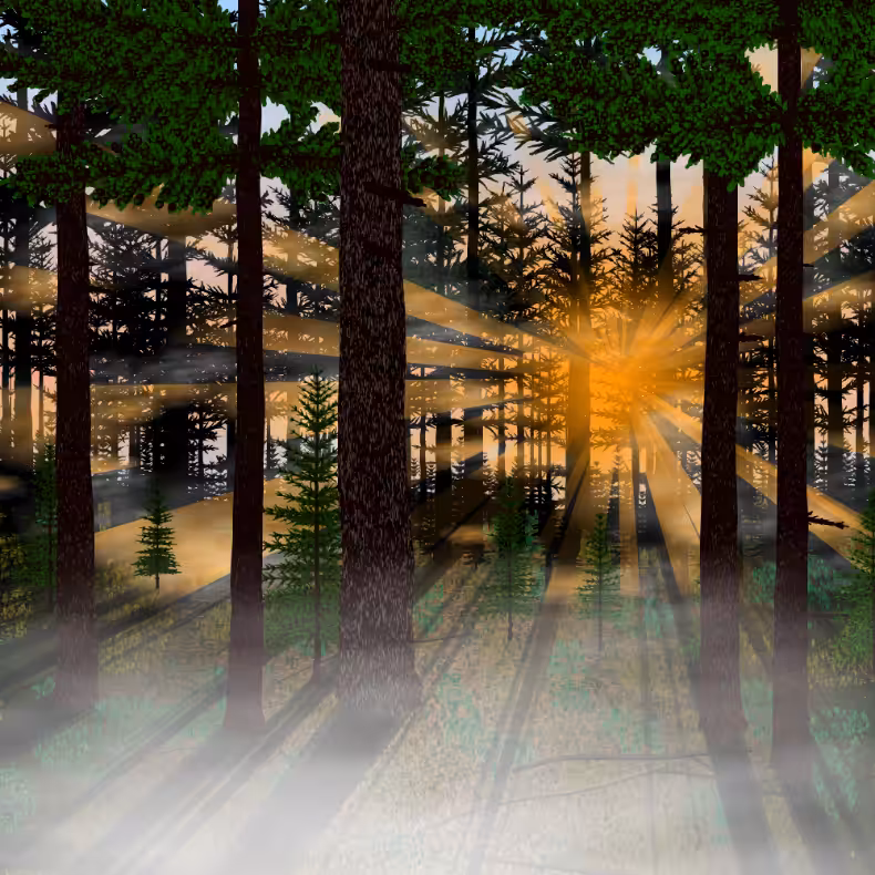 Forest Sunrise #1